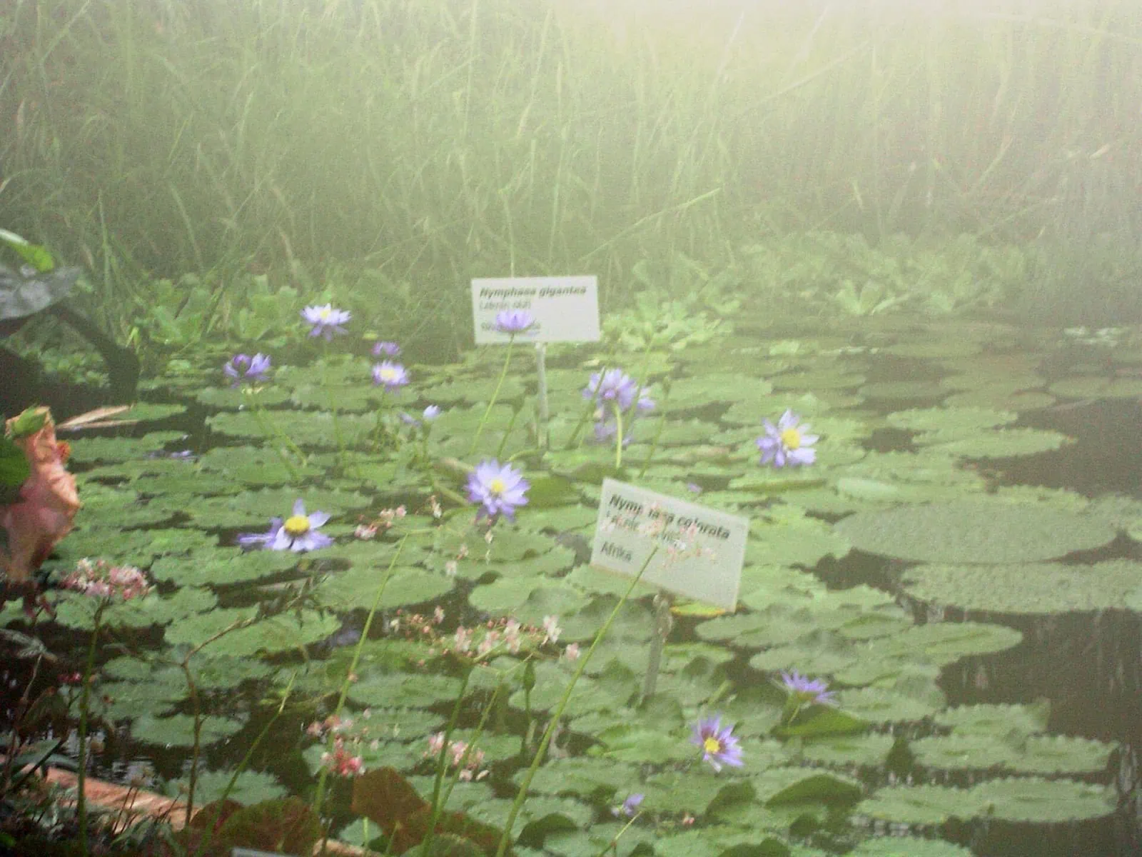 Liberec, Repubblica Ceca: 8 cose da vedere e fare in città e dintorni 6 Serra tropicale nell'orto botanico di Liberec