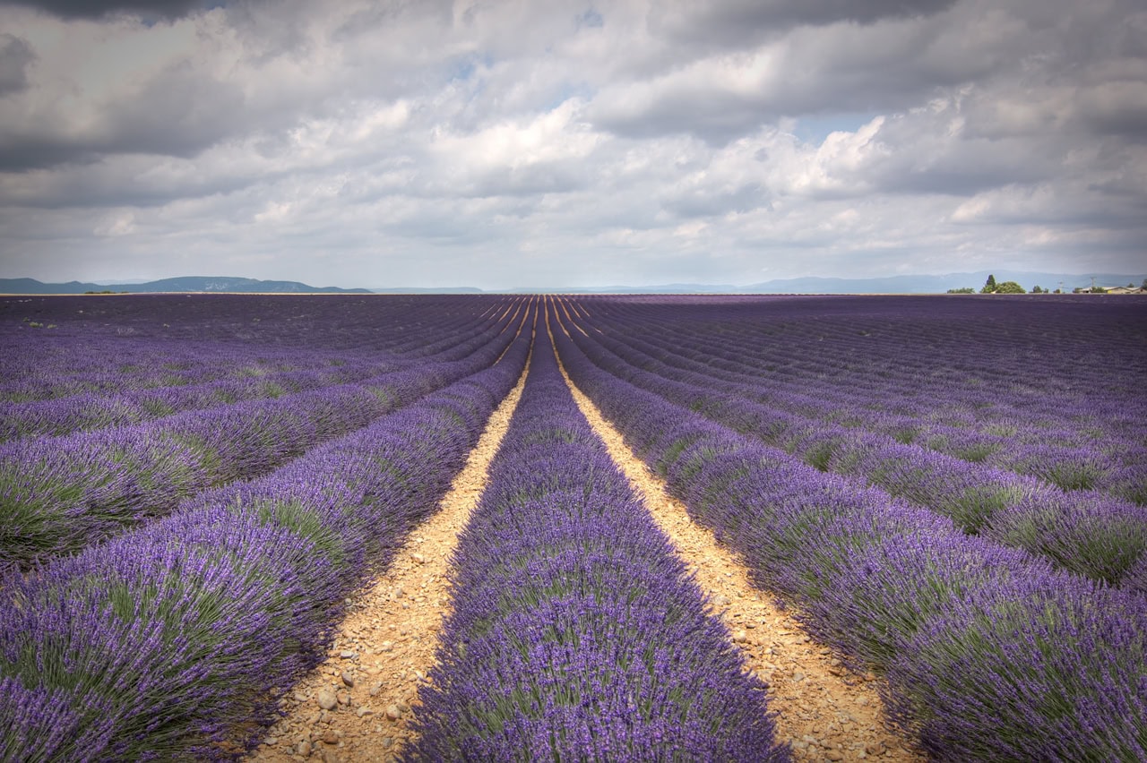 Campi di lavanda in Provenza: quando e dove andare nel 2026 48 Lavanda vs. lavandino e come riconoscerle