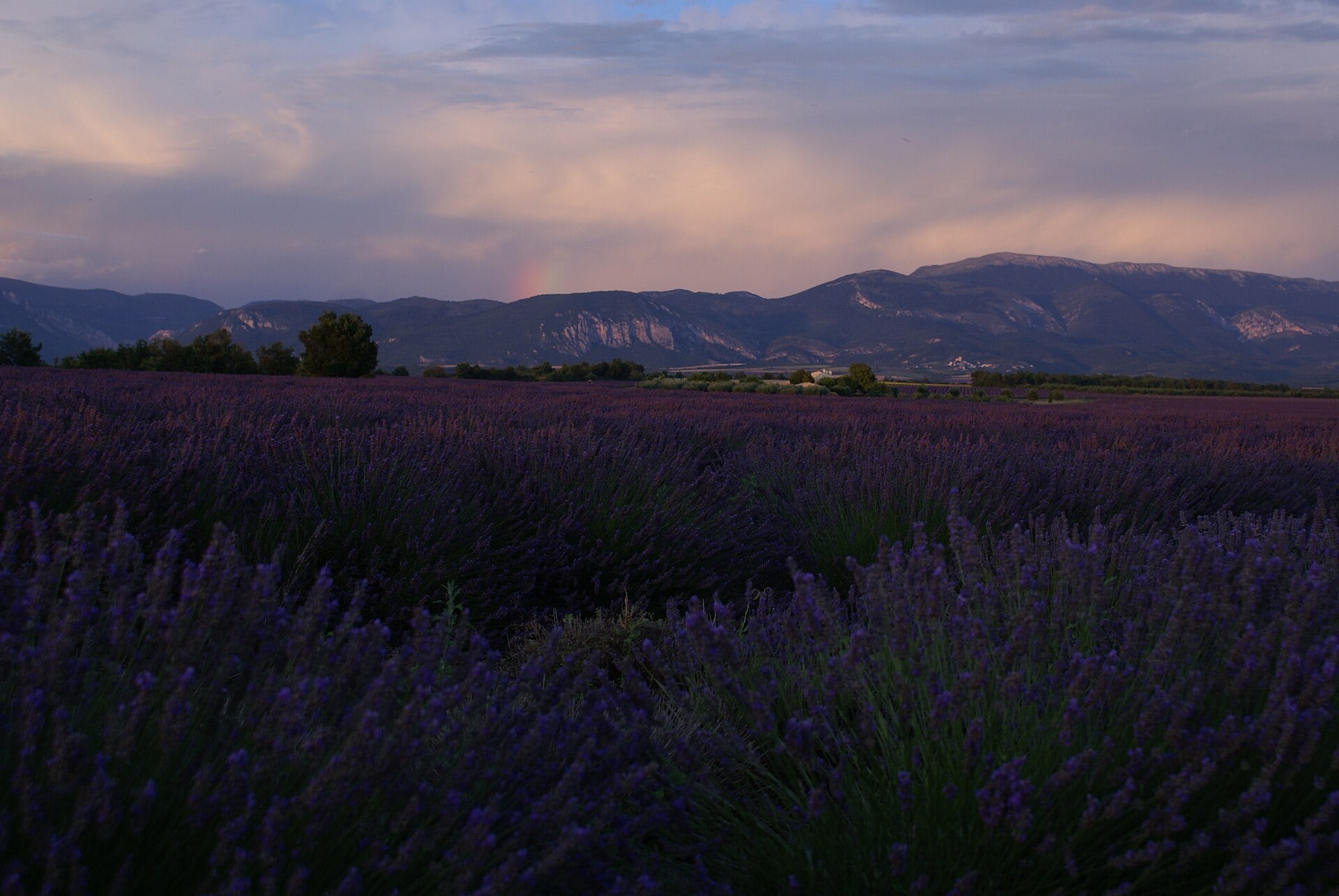 Campi di lavanda in Provenza: quando e dove andare nel 2026 52 Festival della lavanda e a cosa fare attenzione