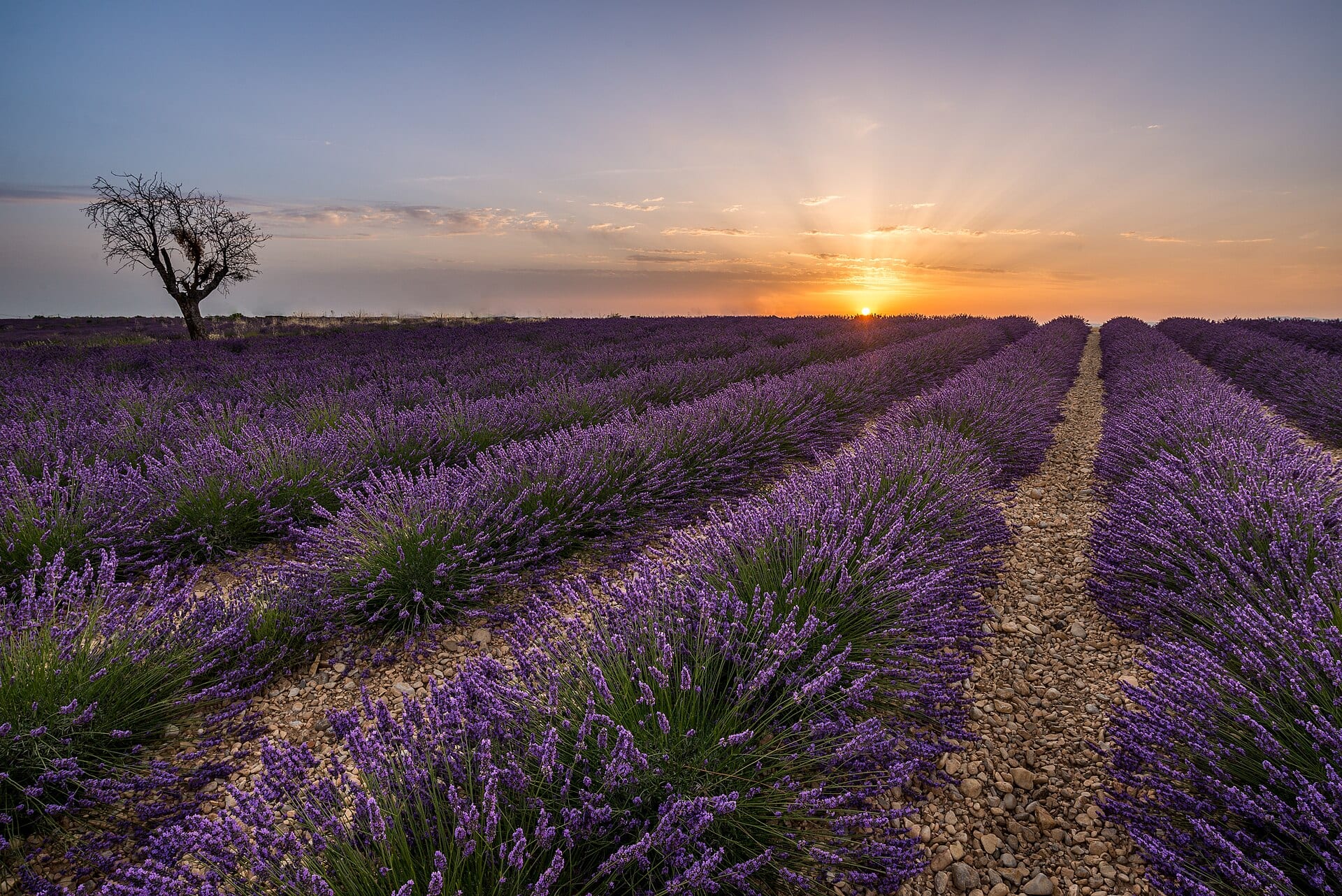 Campi di lavanda in Provenza: quando e dove andare nel 2026 51 Distillerie locali e souvenir profumati