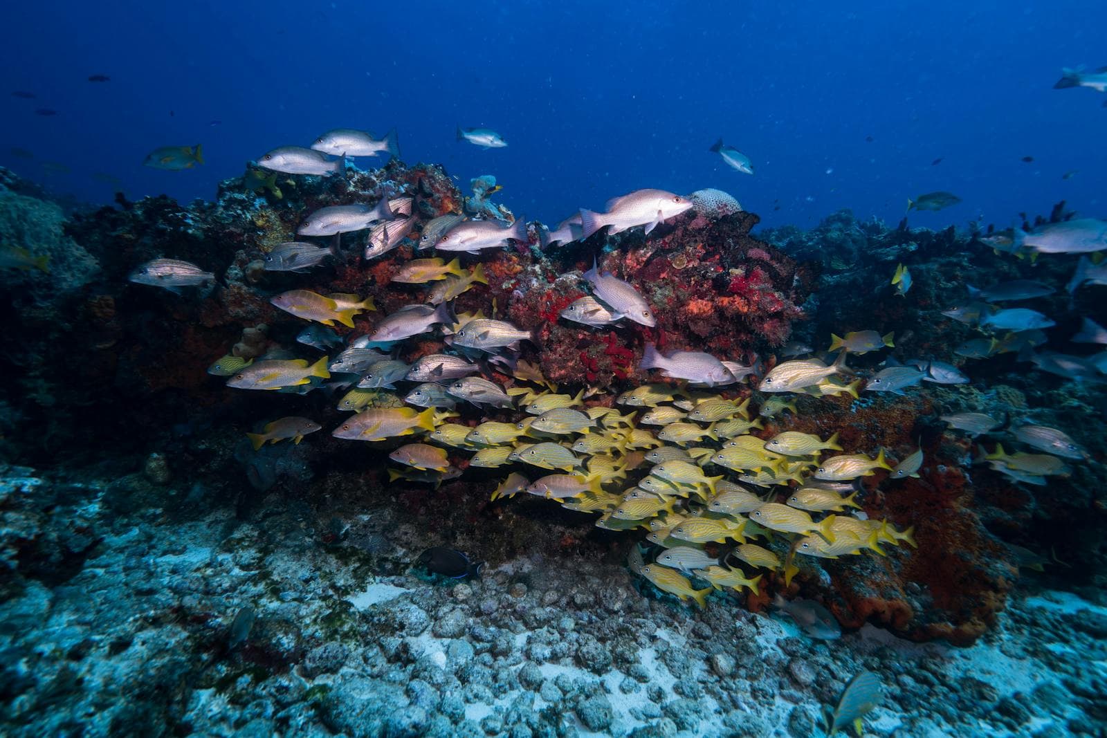 Cozumel, Mexic: 12 lucruri de făcut (scufundări și plaje) 5 Pești în parcul marin Cozumel