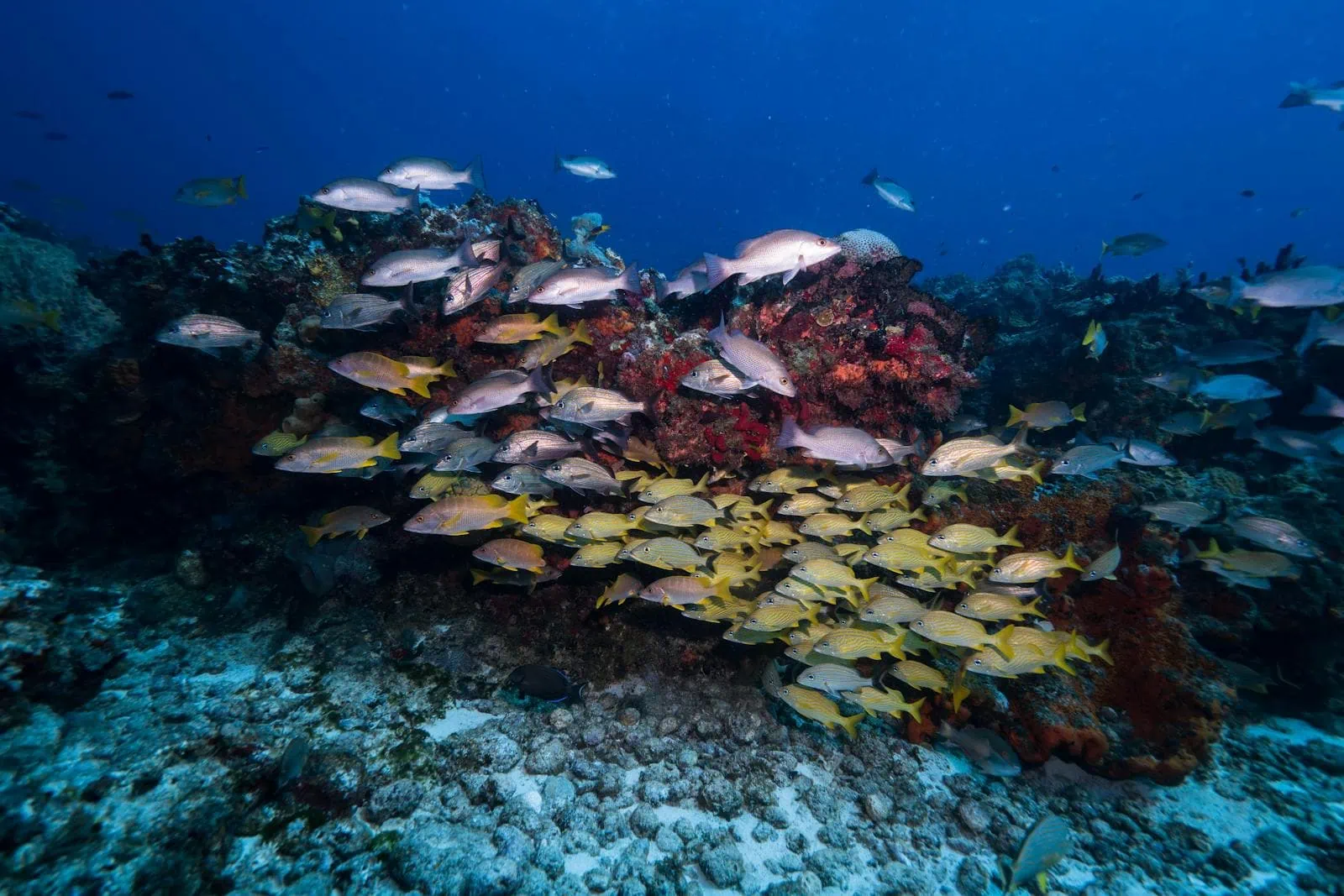 Cozumel, México: 12 dicas do que fazer (mergulho e praias) 5 Peixes no parque marinho de Cozumel