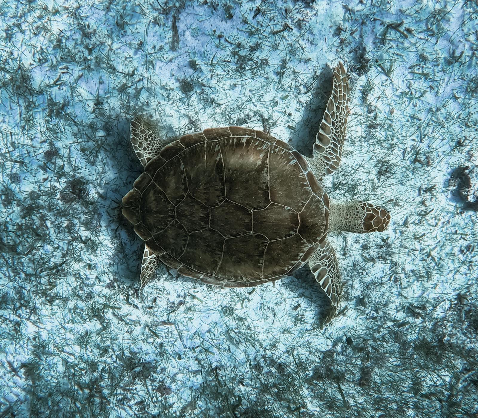 Marsa Alam, Egypt: 13 tipů, co vidět a dělat + nejlepší pláže 3 Mořská želva v zátoce Marsa Mubarak