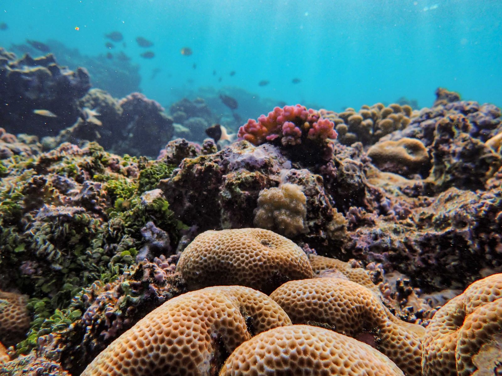Maurício: viagem, 21 dicas do que ver e quando ir 2026 15 Corais no Blue Bay Marine Park