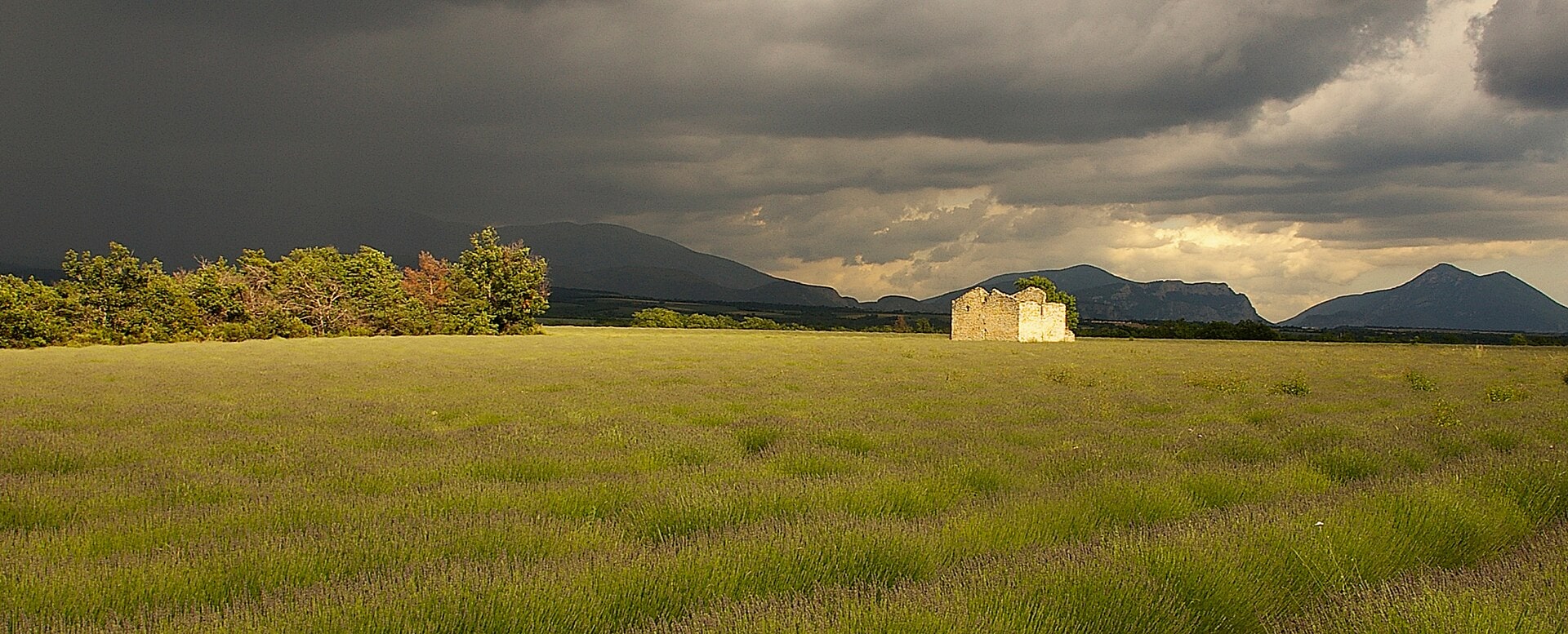 Campi di lavanda in Provenza: quando e dove andare nel 2026 54 I migliori punti panoramici e luoghi nascosti