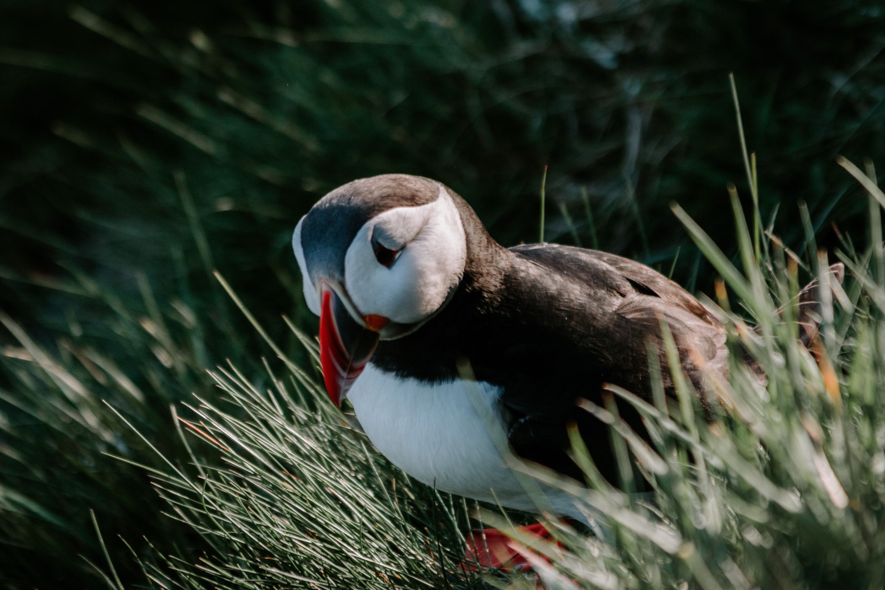 Ålesund, Noruega: 12 imprescindibles que ver junto al mar 2026 18 Frailecillos en la isla de Runde