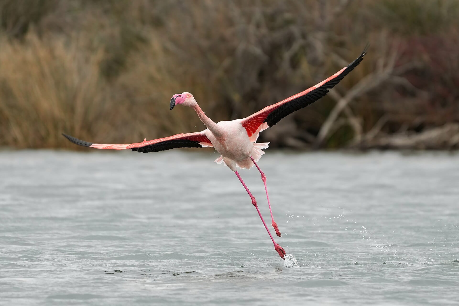 Camargue, Francja: 12 wskazówek na krainę flamingów w 2026 roku 16 Degustacja lokalnego ryżu i specjałów