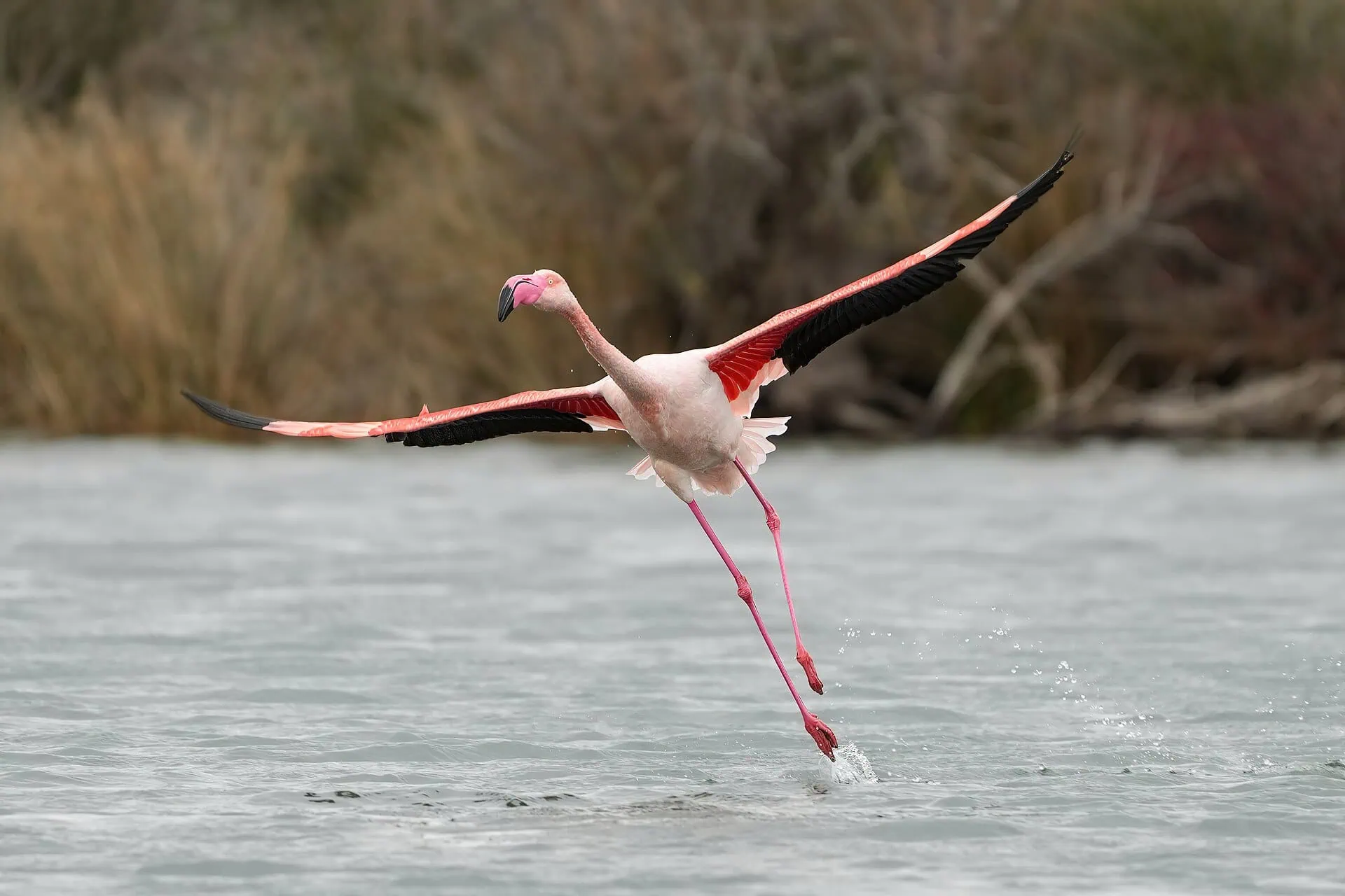 Camargue, Francia: 12 idee per la terra dei fenicotteri nel 2026 16 Degustazione del riso e delle specialità locali