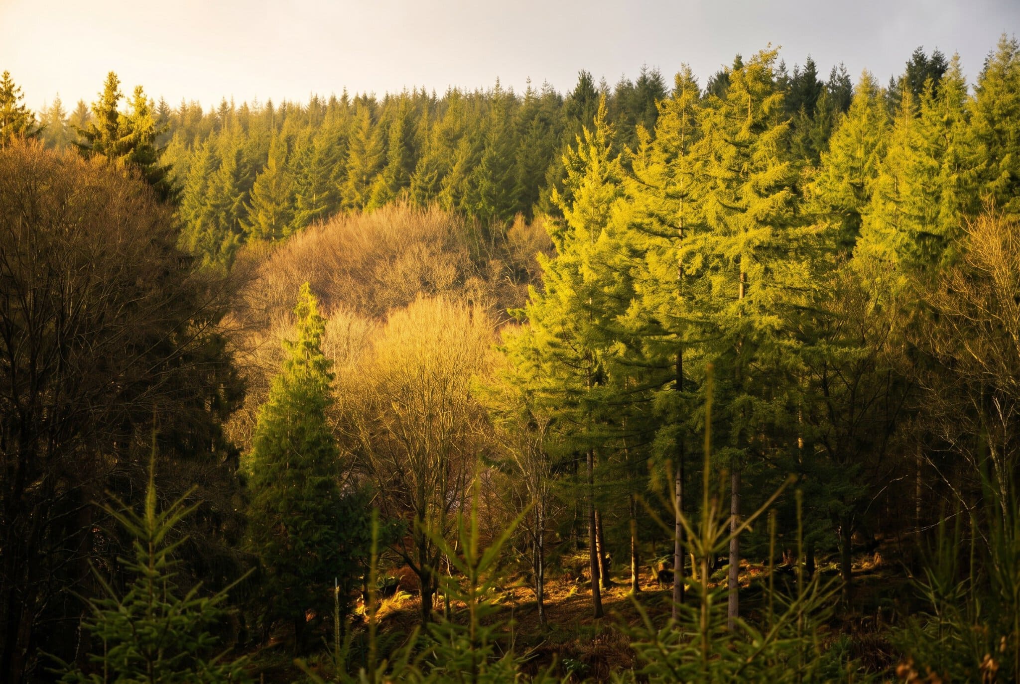 Belgium: 18 Best Things to Do and See in 2026 97 The Ardennes: the country's green heart