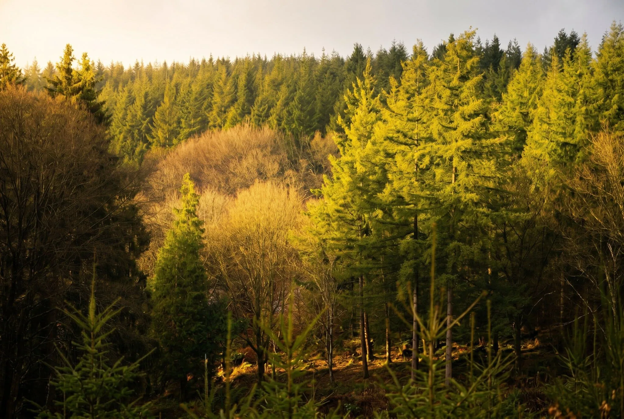 Belgio: 18 cose da vedere e fare nel 2026 18 Ardenne: il cuore verde del paese