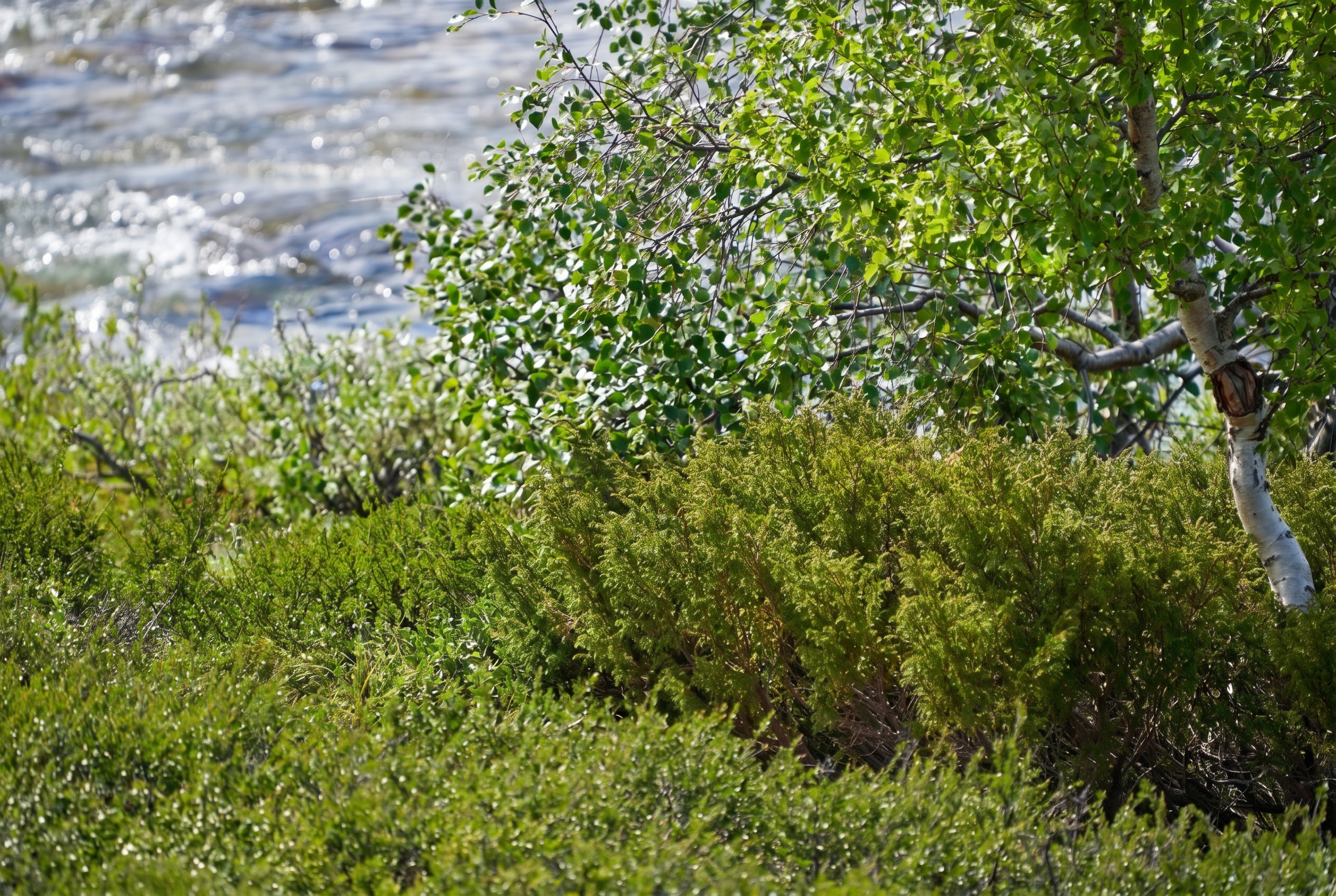 Noorwegen: 50 tips wat te zien — de mooiste plekken en fjorden in 2026 54 Muskusossen in Dovrefjell
