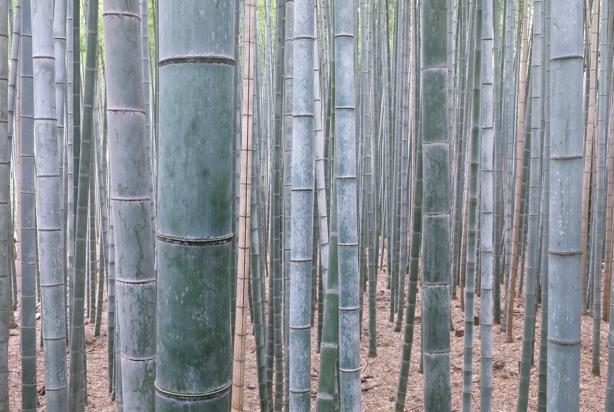 Vacanță în Japonia: 21 de sfaturi despre ce să vezi în 2026 12 Pădurea de bambus din regiunea Arashiyama