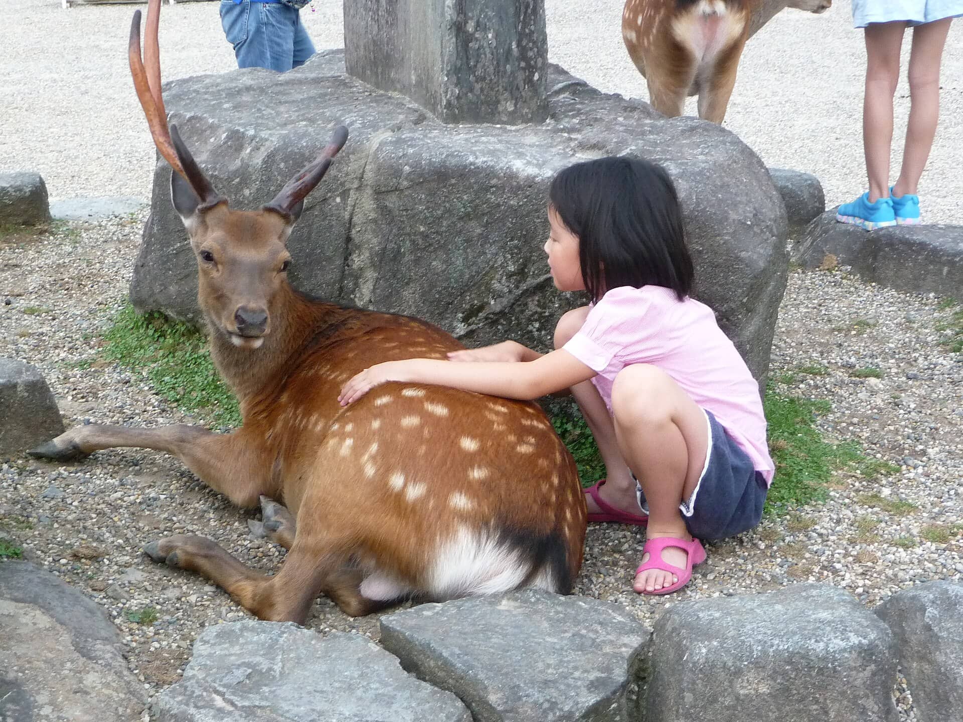 Vacanță în Japonia: 21 de sfaturi despre ce să vezi în 2026 17 Nara și cerbii sacri care se înclină
