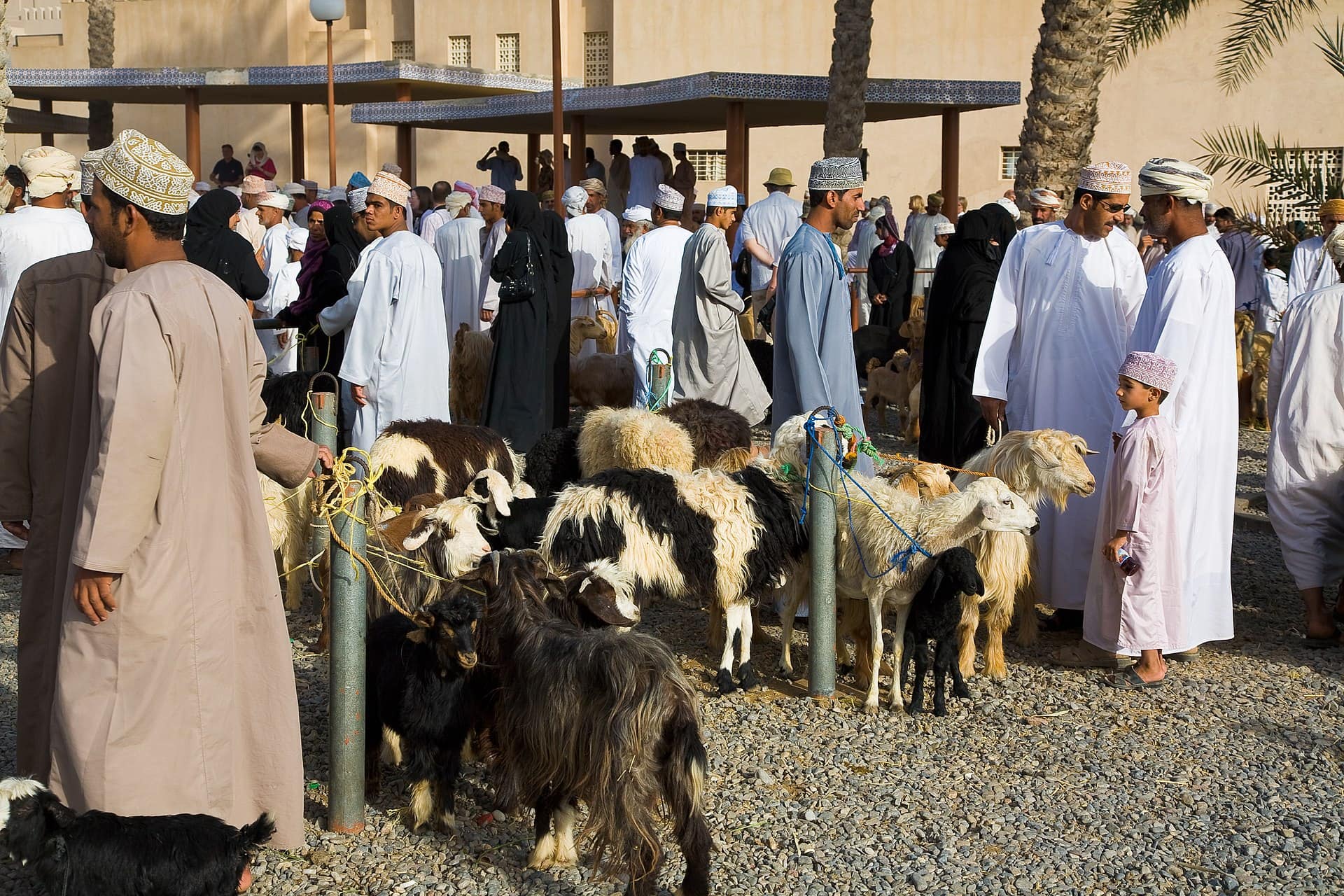 Vacanță în Oman: 21 de locuri de văzut și când să mergi în 2026 11 Târgul de capre de vineri din Nizwa