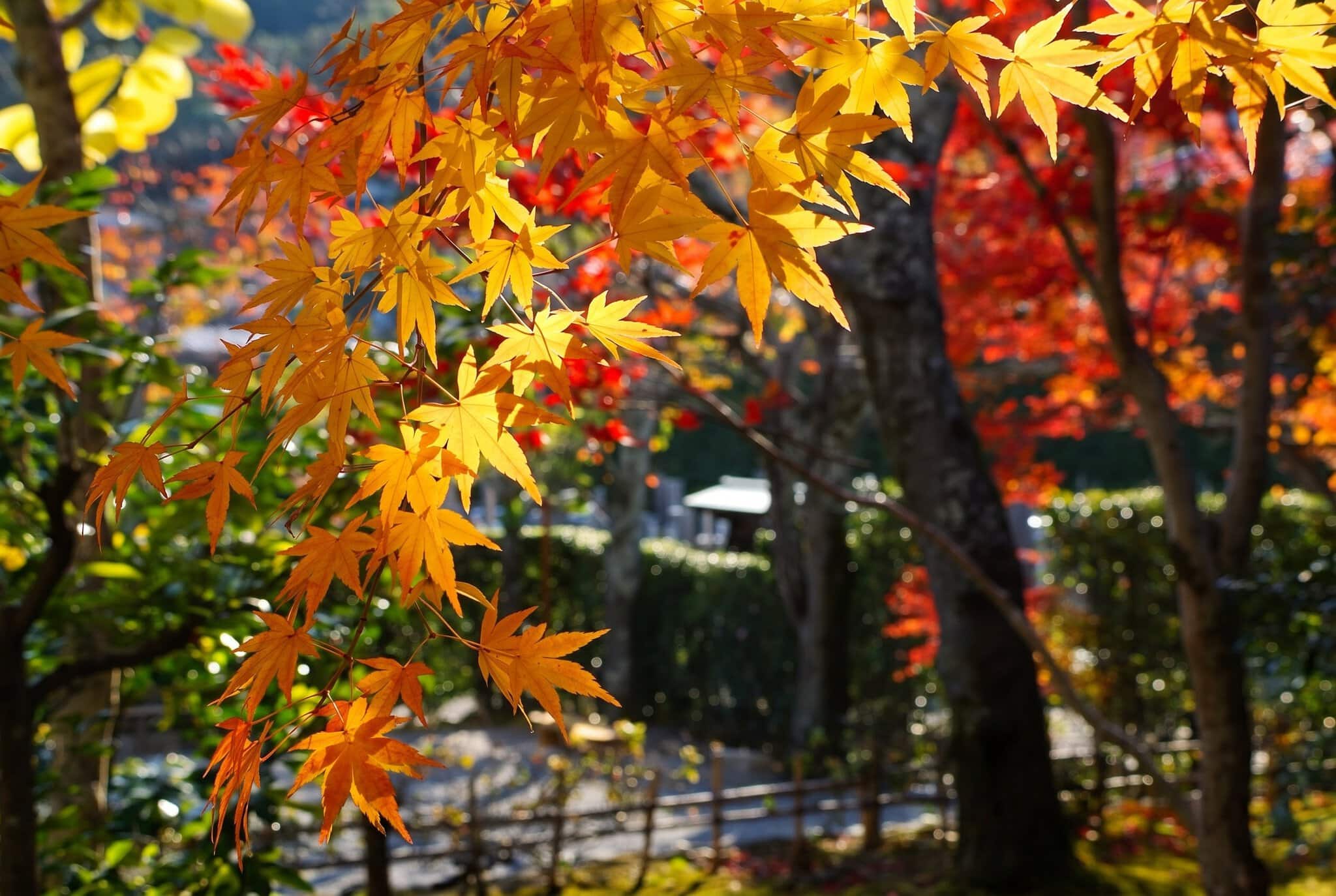 Quand partir au Japon : météo, sakura et érables d'automne 2026 2 Quand partir au Japon : 8 choses à savoir