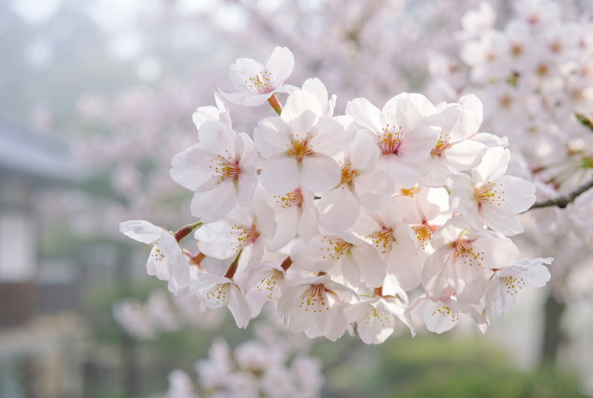Quand partir au Japon : météo, sakura et érables d'automne 2026 3 Sakura ou la chasse aux fleurs de cerisier et aux foules de touristes