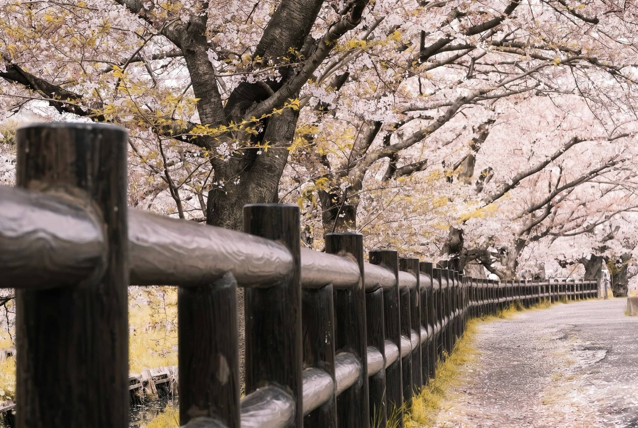 Quand partir au Japon : météo, sakura et érables d'automne 2026 5 Le printemps en général et la nature qui se réveille
