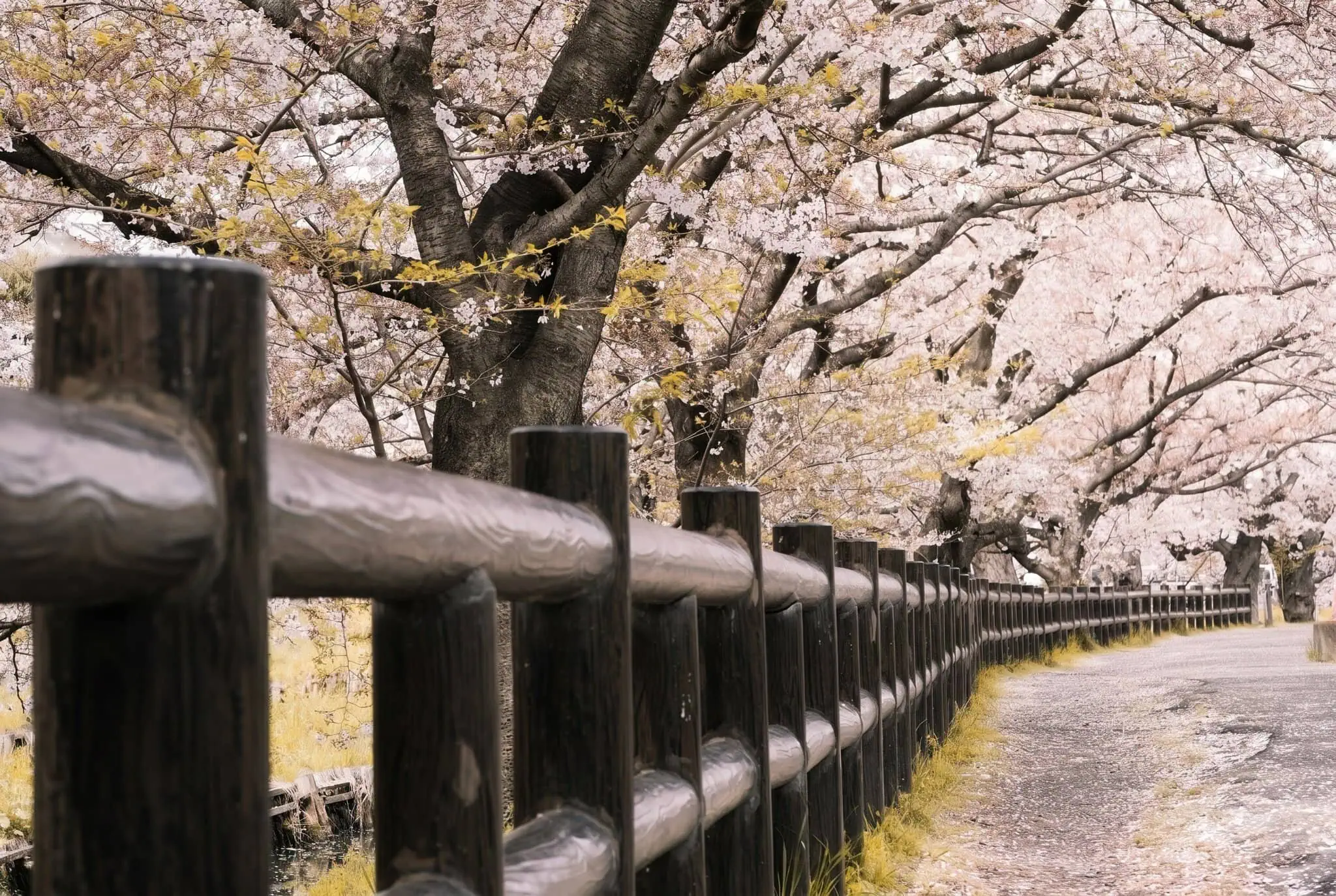 Wanneer naar Japan: weer, sakura en herfstesdoorns 2026 5 Het voorjaar in het algemeen en de ontwakende natuur