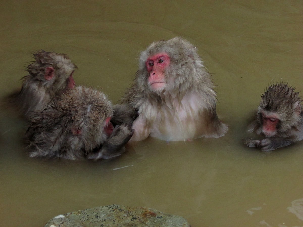 Quand partir au Japon : météo, sakura et érables d'automne 2026 7 L'hiver sous le signe du ski, des onsen et des singes dans la neige