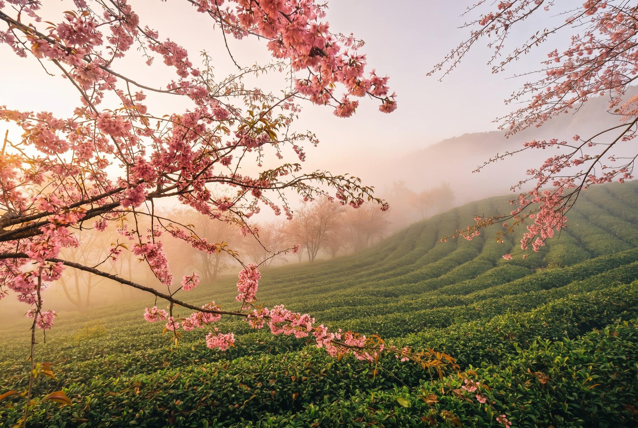 Quand partir au Japon : météo, sakura et érables d'automne 2026 10 La shoulder season ou la révélation de la toute meilleure période