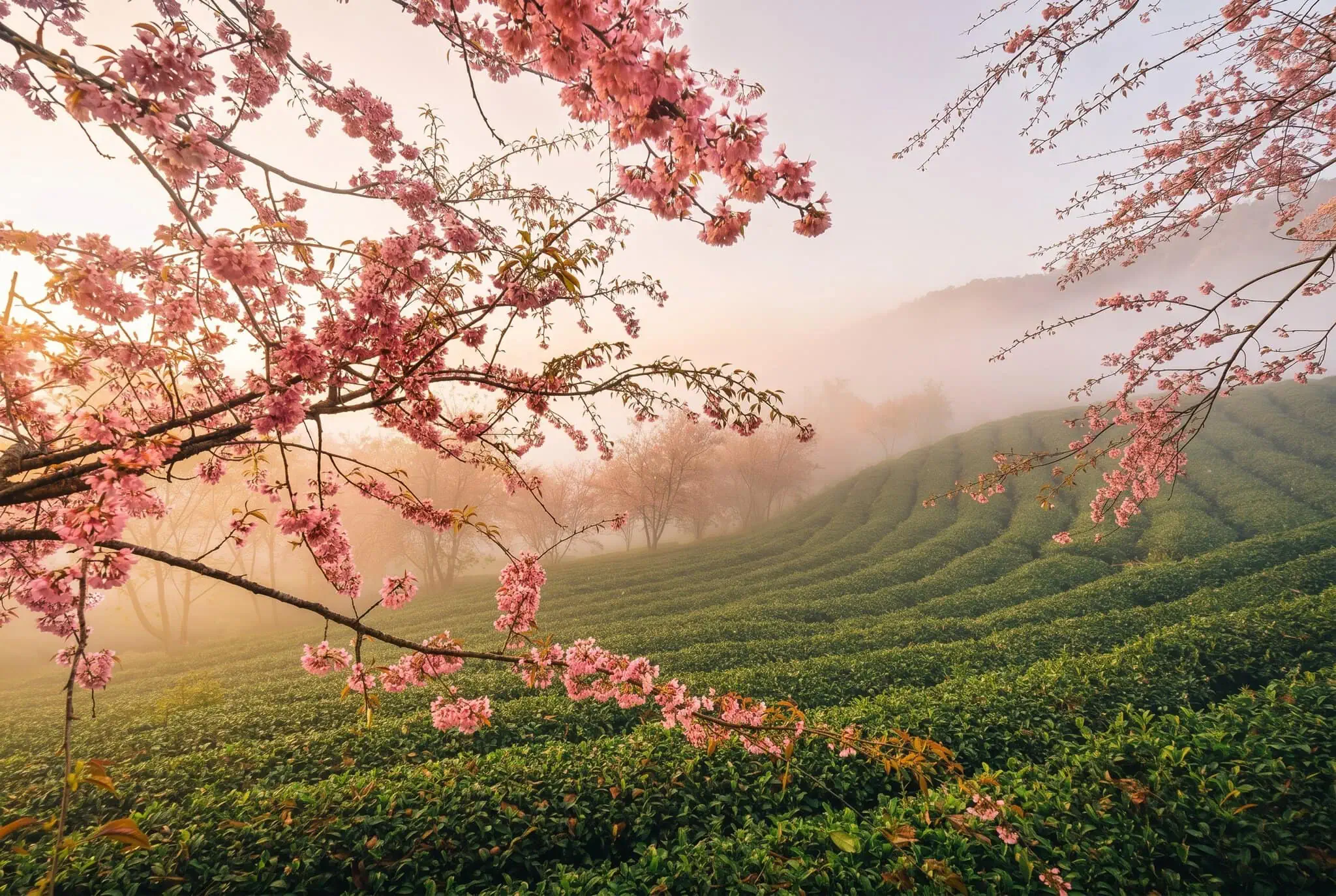 Wanneer naar Japan: weer, sakura en herfstesdoorns 2026 10 Shoulder season oftewel de onthulling van de allerbeste periode