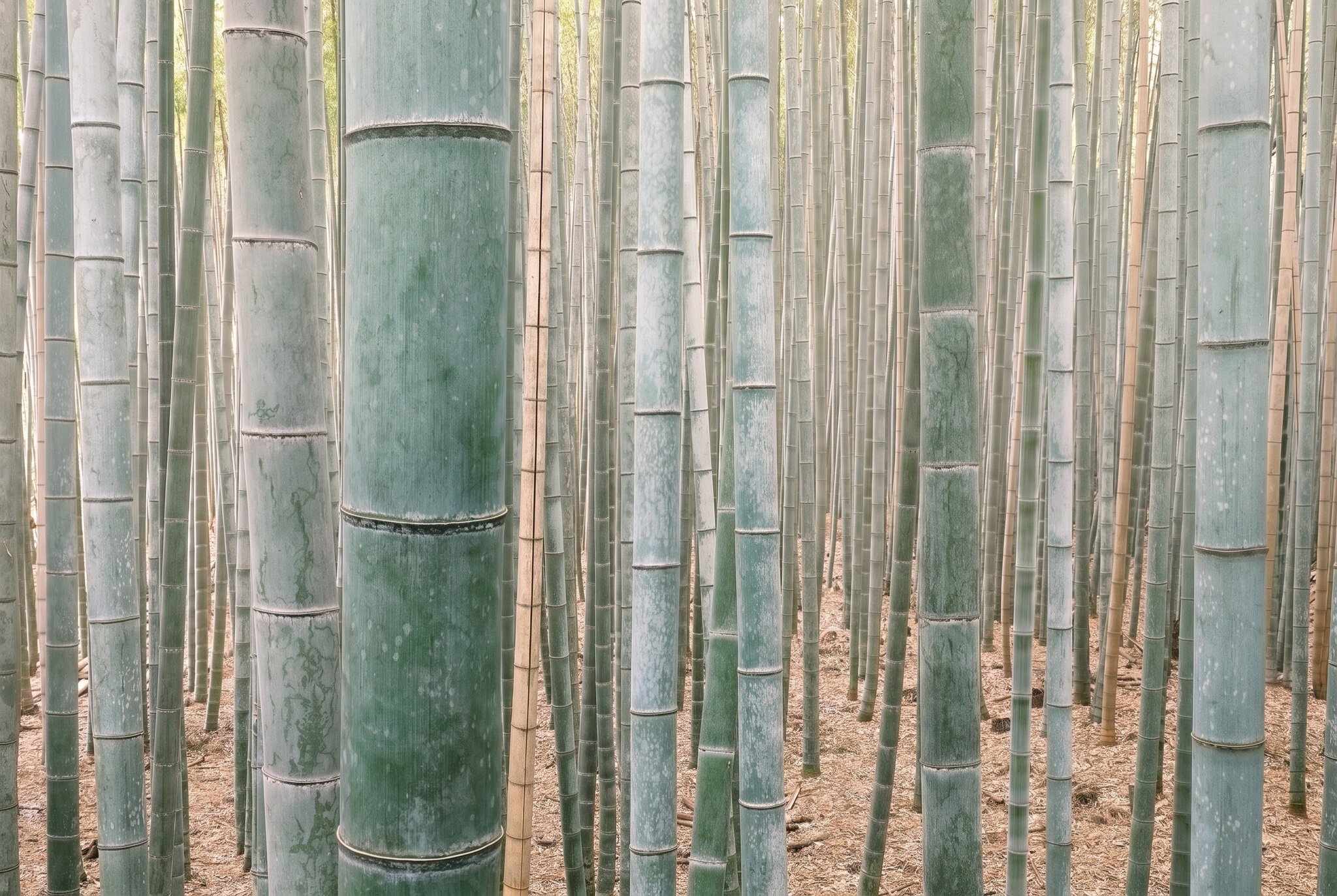 Kyoto, Japan: 18 Things to See and Do in 2026 112 Arashiyama and the famous bamboo grove in Kyoto