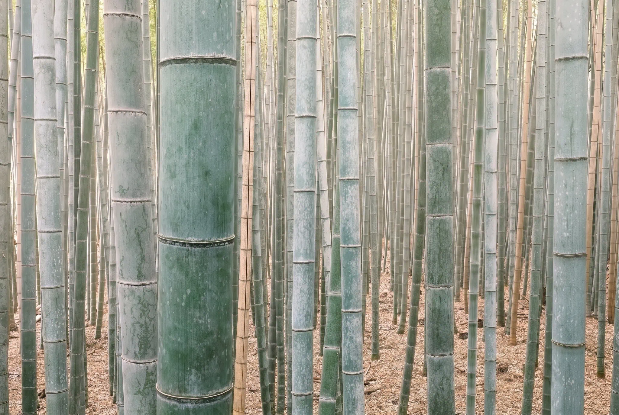 Kyoto, Japan: 18 Tipps, was man 2026 sehen und erleben sollte 7 Arashiyama und der berühmte Bambushain