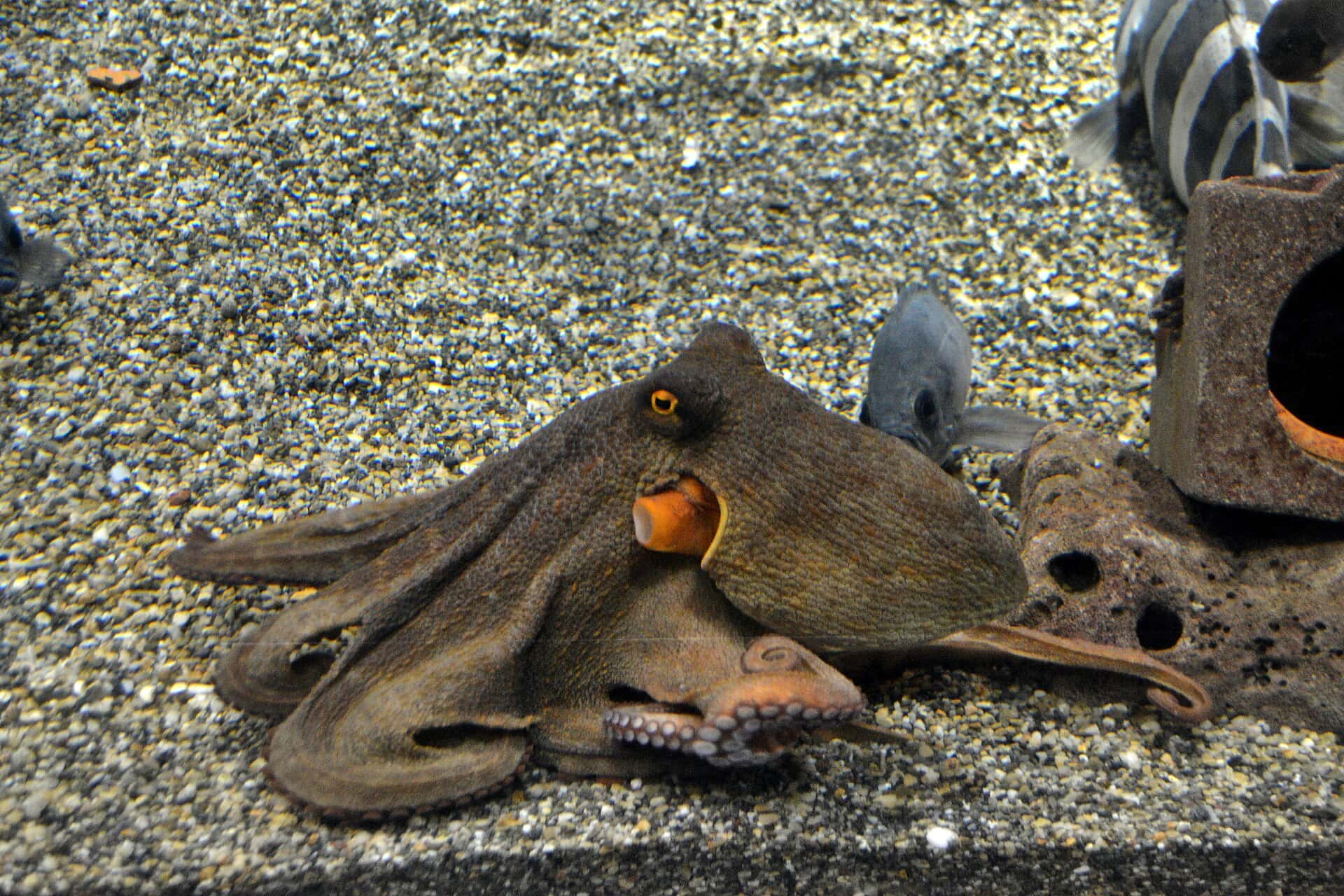 Osaka, Japonia: 14 obiective turistice + excursie la Nara în 2026 14 Osaka Aquarium Kaiyukan