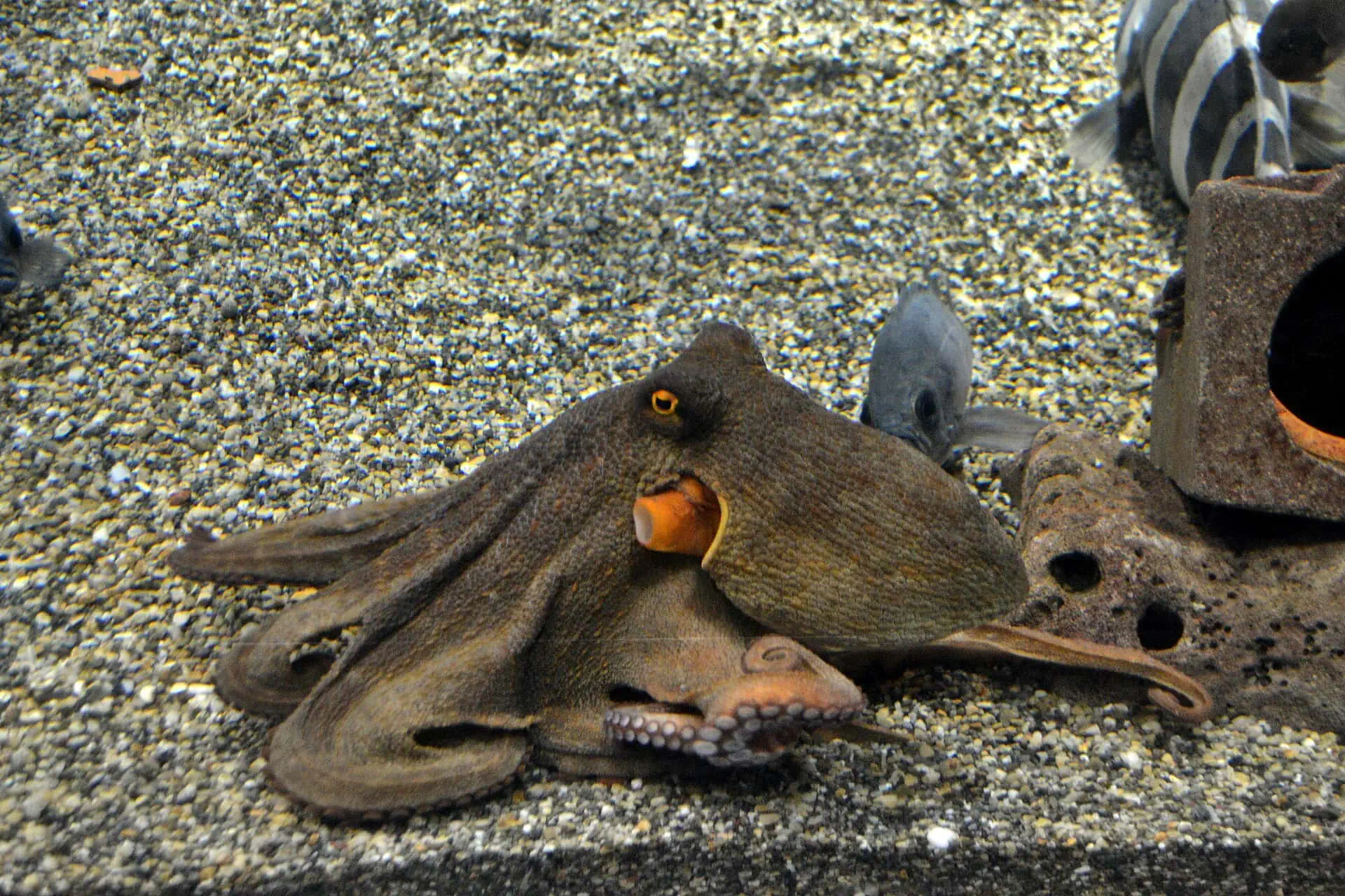 Osaka in Japan: 14 Sehenswürdigkeiten + Ausflug nach Nara 2026 14 Osaka Aquarium Kaiyukan
