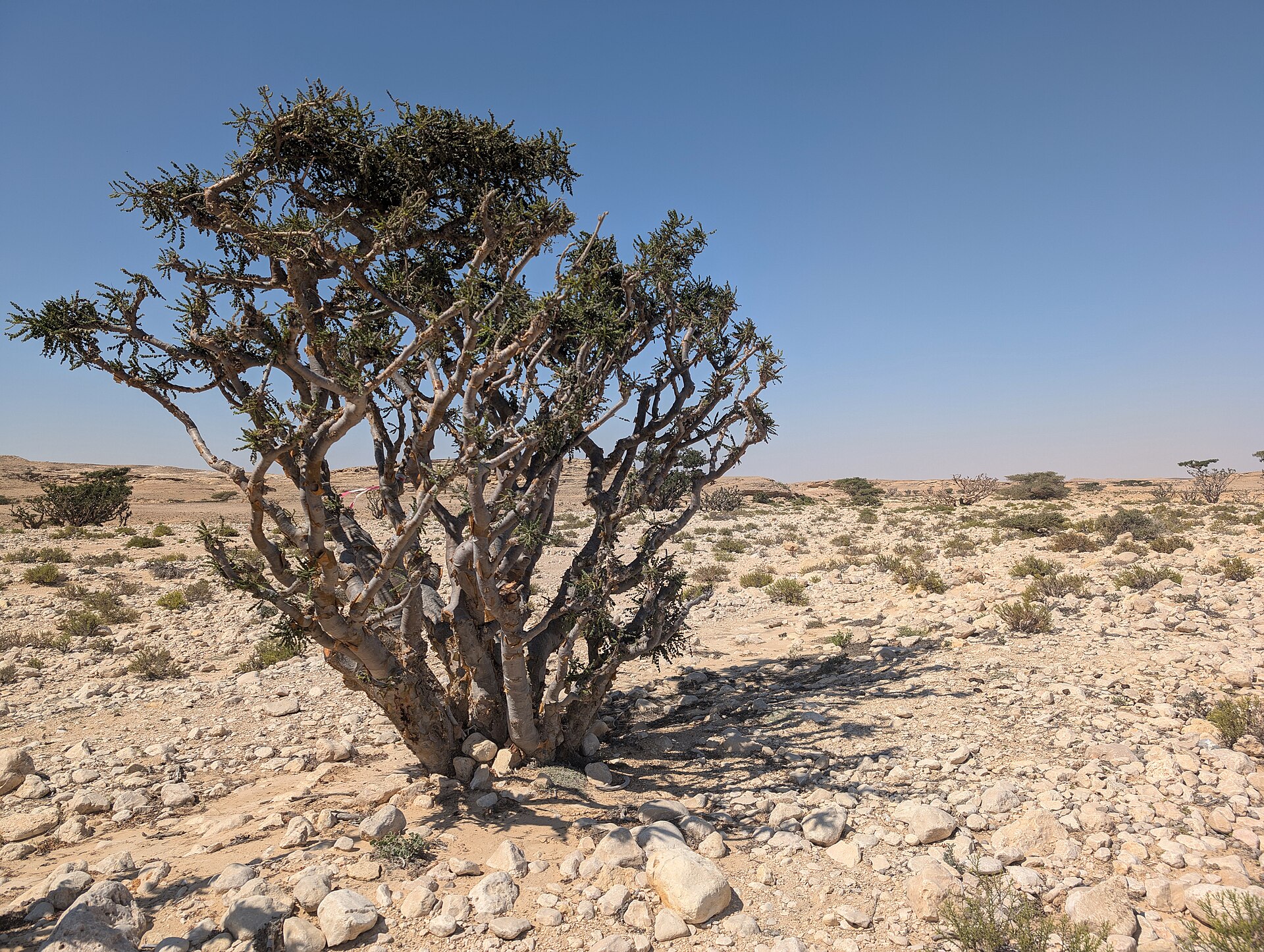 Salalah, Omán: 15 lugares que ver + mejores resorts de playa 2026 9 Árbol de incienso en el valle de Wadi Dawkah