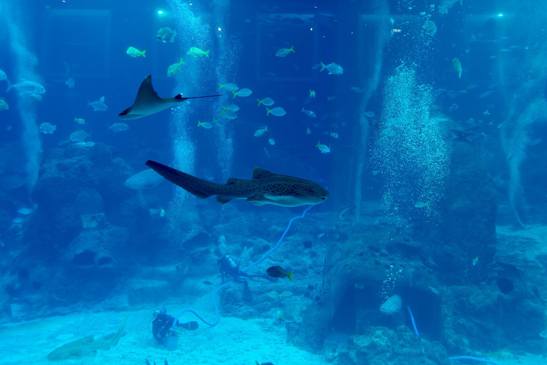 Singapore Holiday: 21 Best Things to See and Do in 2026 59 S.E.A. Aquarium on Sentosa