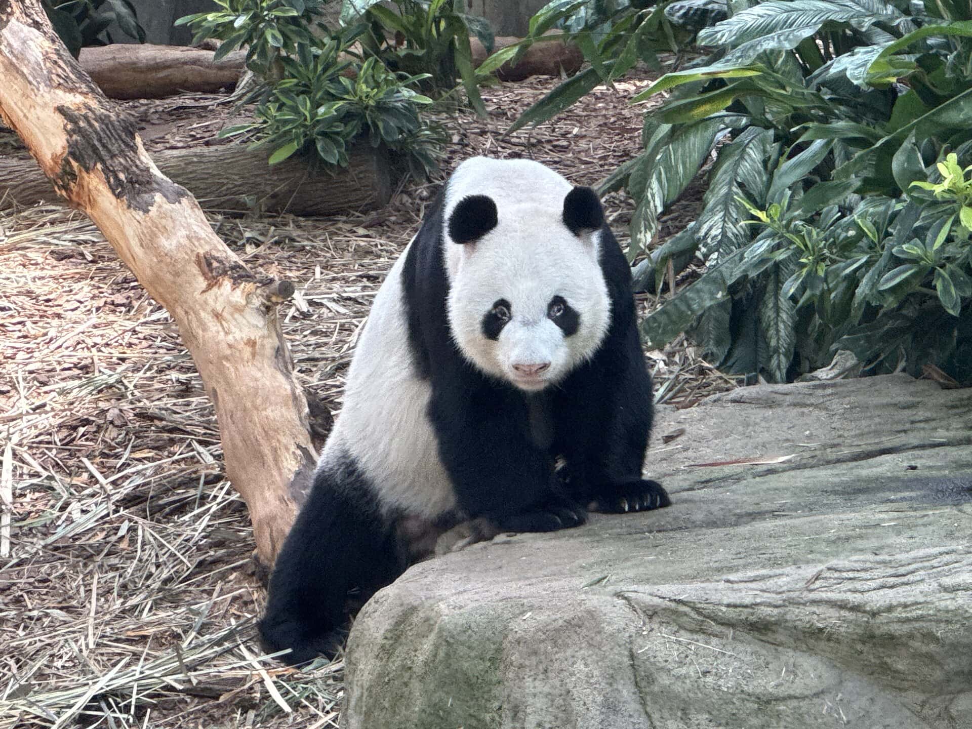 Singapore Holiday: 21 Best Things to See and Do in 2026 64 Pandas at River Wonders