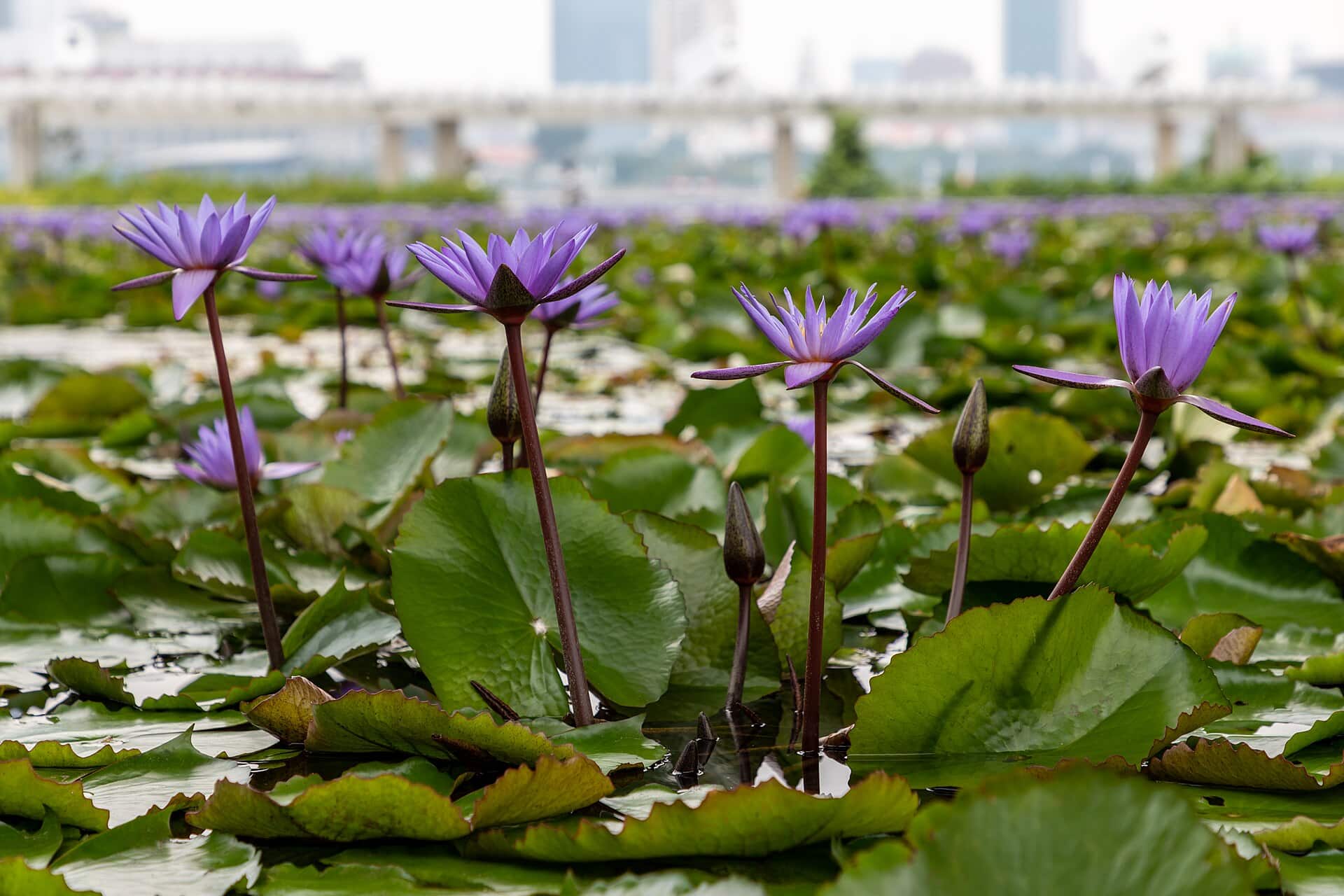Singapore Holiday: 21 Best Things to See and Do in 2026 72 ArtScience Museum shaped like a lotus