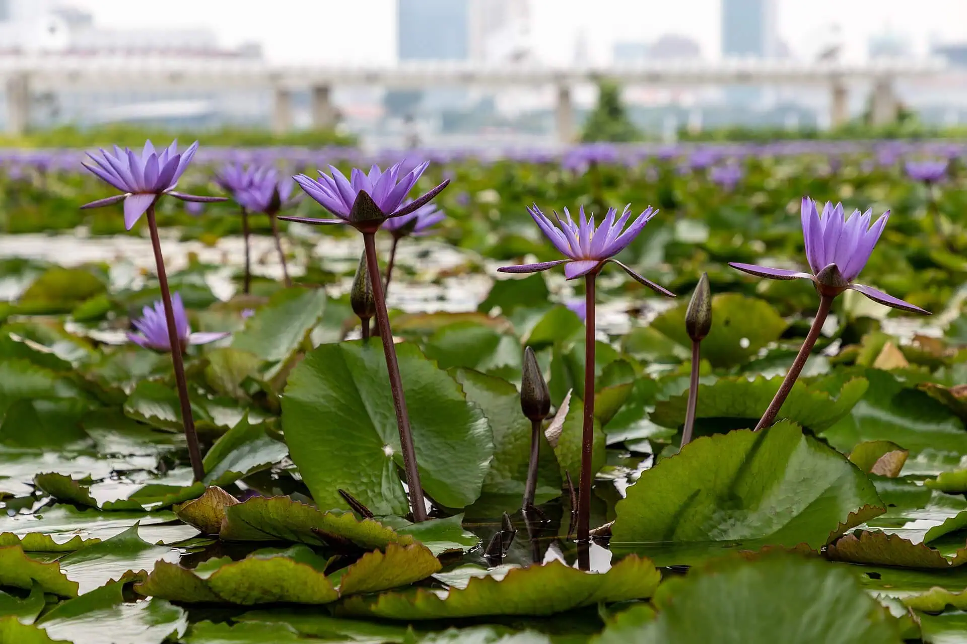 Singapore Holiday: 21 Best Things to See and Do in 2026 24 ArtScience Museum shaped like a lotus
