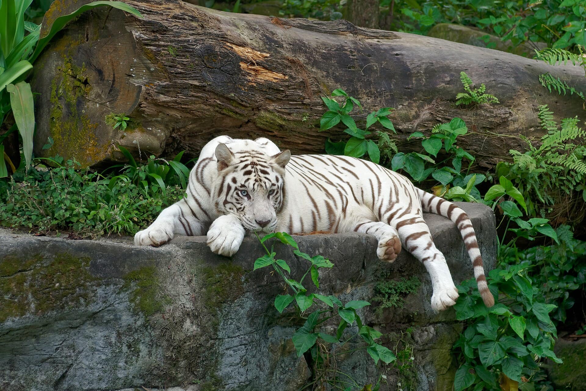 Singapore în 2-3 zile: itinerariu și ce să vezi în 2026 9 Singapore Zoo, varianta cu copii