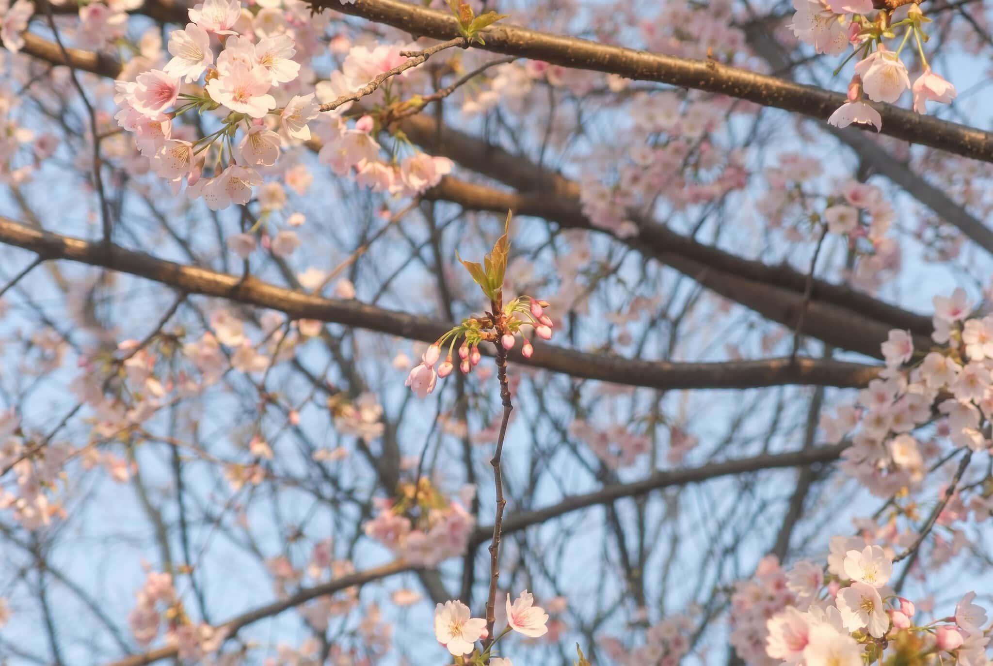 Tokio, Japonia: 25 de lucruri de văzut și făcut în 2026 25 Parcul Ueno și muzeele sale
