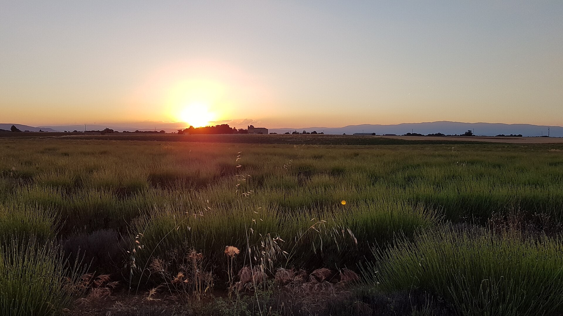 Campi di lavanda in Provenza: quando e dove andare nel 2026 45 L'altopiano di Valensole e i campi infiniti