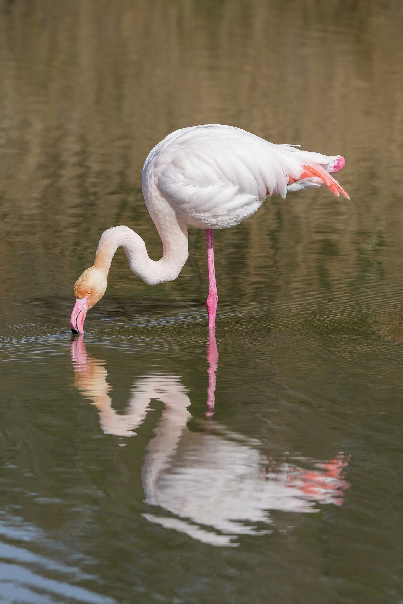 Camargue, Francja: 12 wskazówek na krainę flamingów w 2026 roku 10 Obserwacja półdzikich białych koni