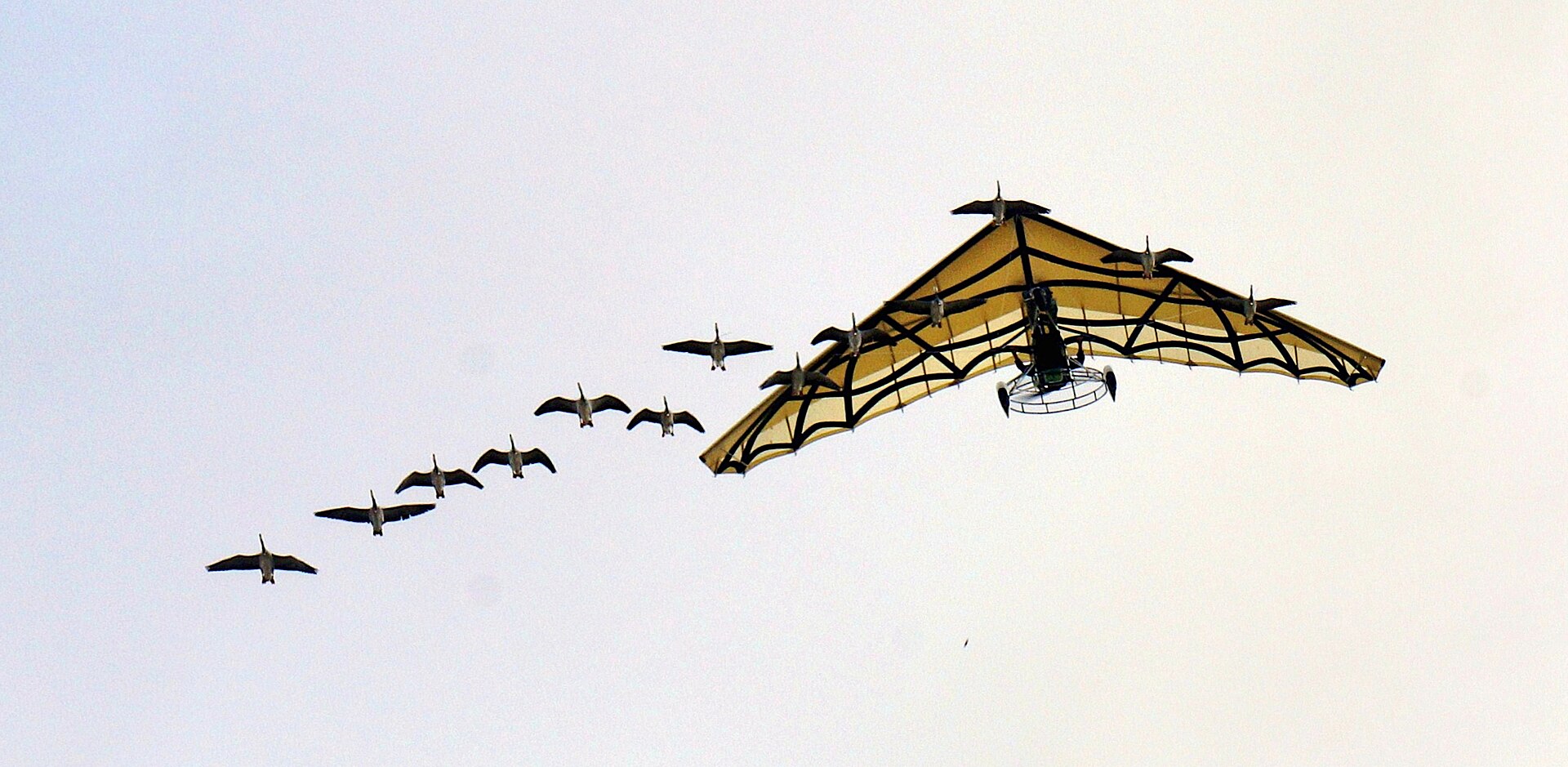 Puy du Fou: 11 tips till Europas bästa park 2026 10 Le Bal des Oiseaux Fantômes: Rovfåglarnas himmelska balett