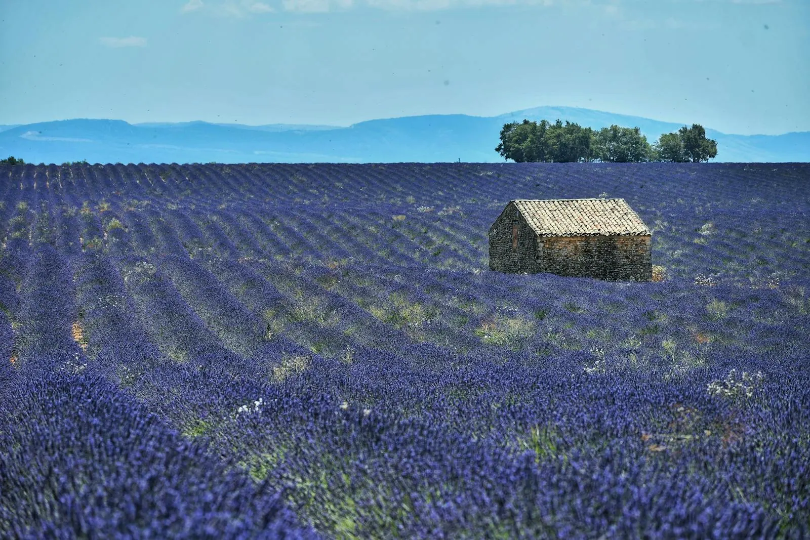 Road trip în sudul Franței: itinerar pentru 7–10 zile în 2026 2 Câmp de lavandă înflorit pe platoul Valensole