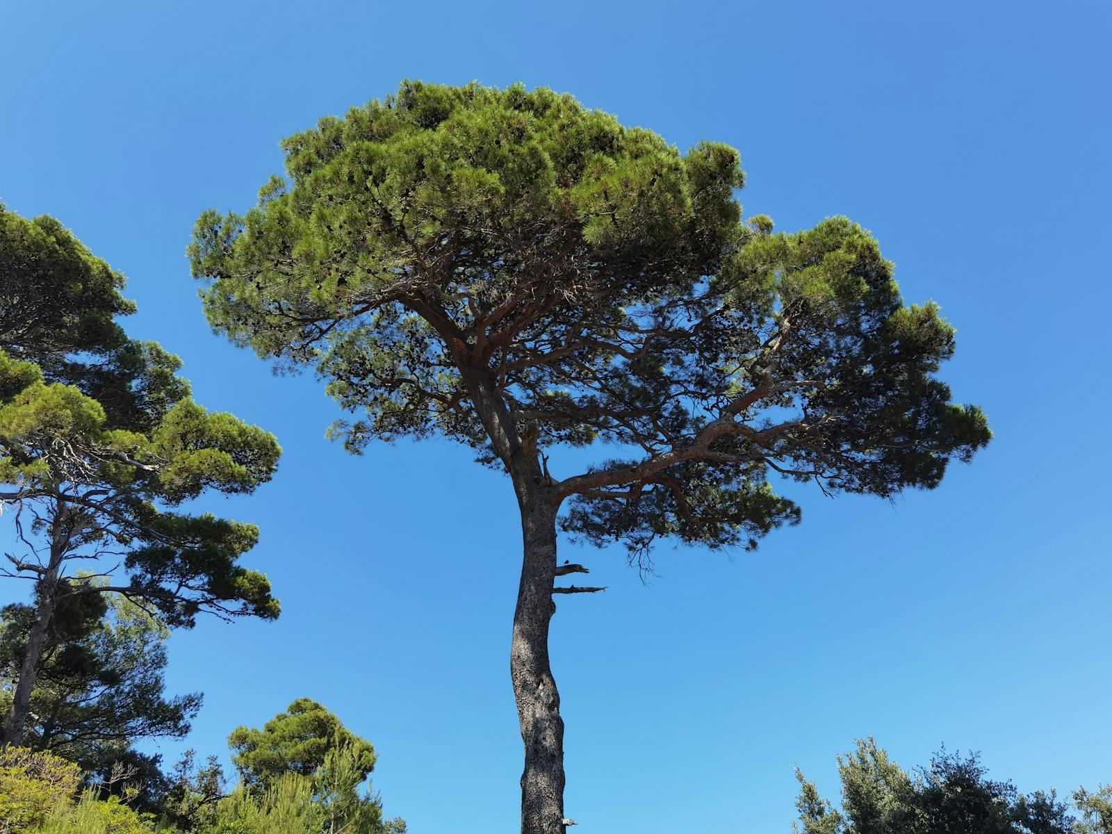 Rab Island, Croatia: 11 Best Things to See and Do in 2026 10 Komrčar forest park