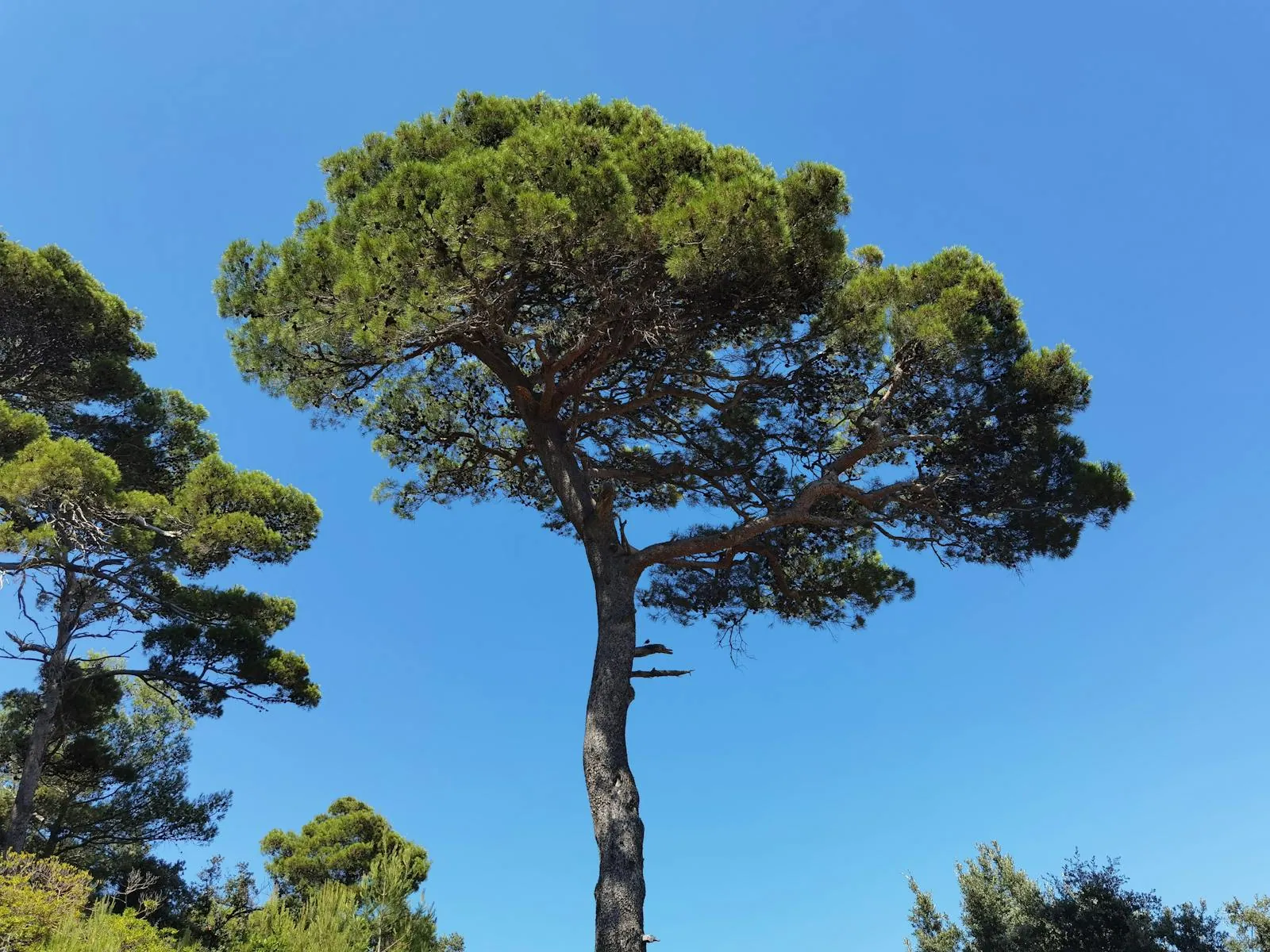 Rab Island, Croatia: 11 Best Things to See and Do in 2026 10 Komrčar forest park