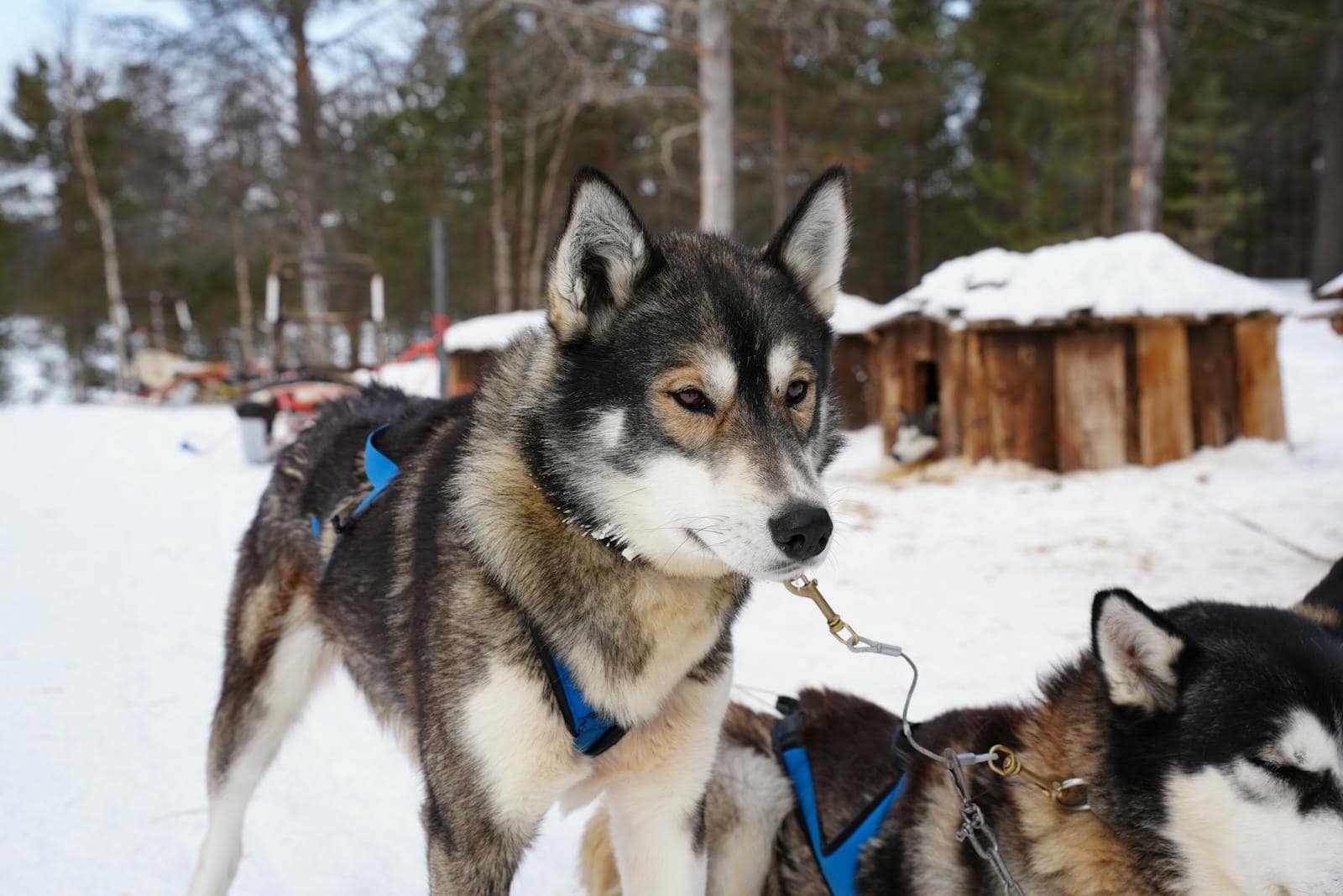 Rovaniemi, Finlanda: 15 lucruri de văzut și făcut în capitala Crăciunului 12 Atelaj de câini husky la un safari cu husky lângă Rovaniemi