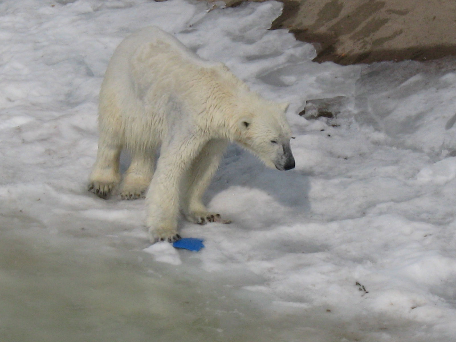 Rovaniemi, Finlanda: 15 lucruri de văzut și făcut în capitala Crăciunului 16 Urs polar în grădina zoologică arctică Ranua