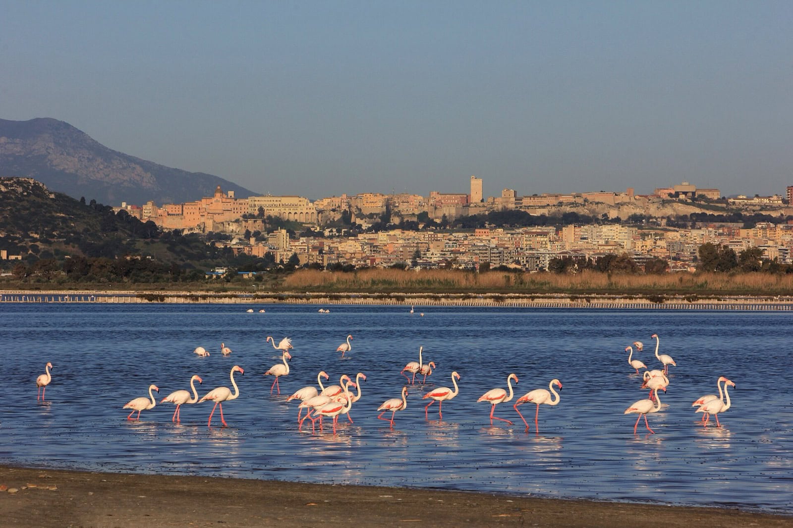 Sardinia Italia cu copiii: 10 sfaturi pentru vacanța de familie 2026 6 Flamingii roz din parcul Molentargius lângă Cagliari