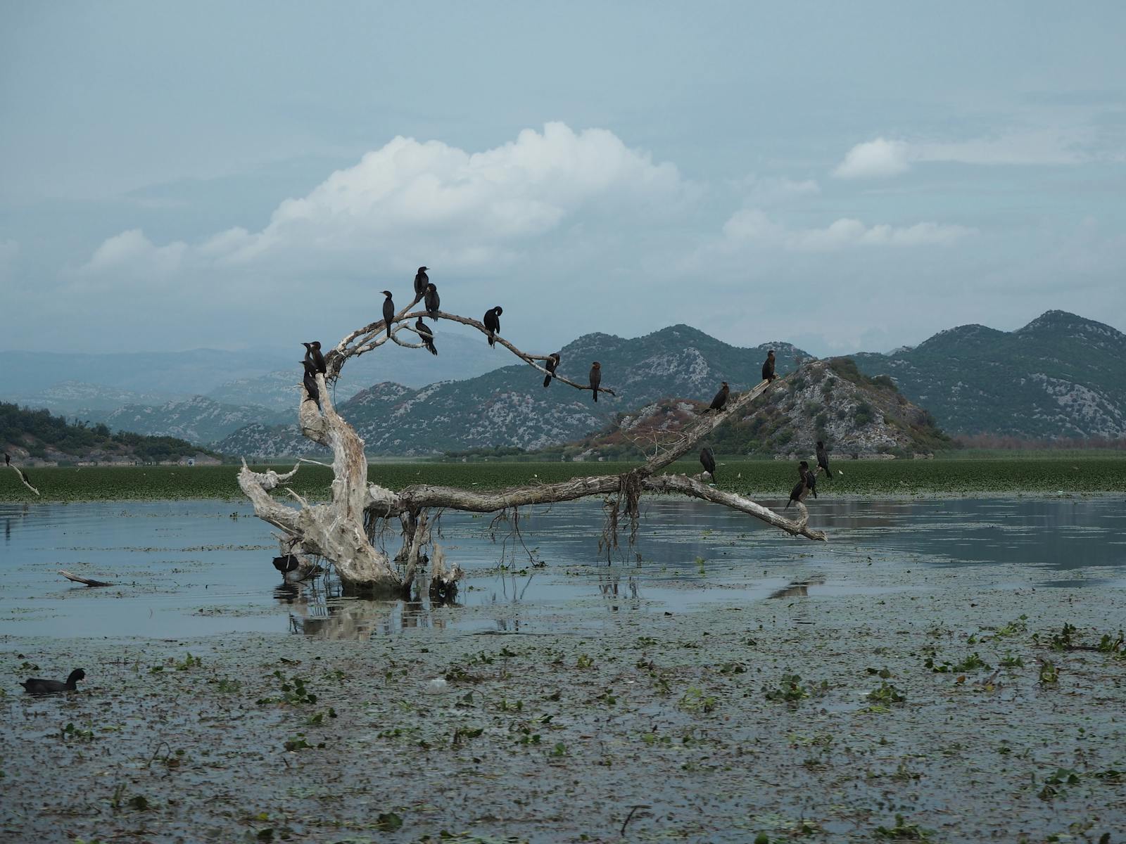 Meer van Skadar: 10 tips voor het nationale park, pelikanen en wijngaarden 2026 17 Veelgestelde vragen