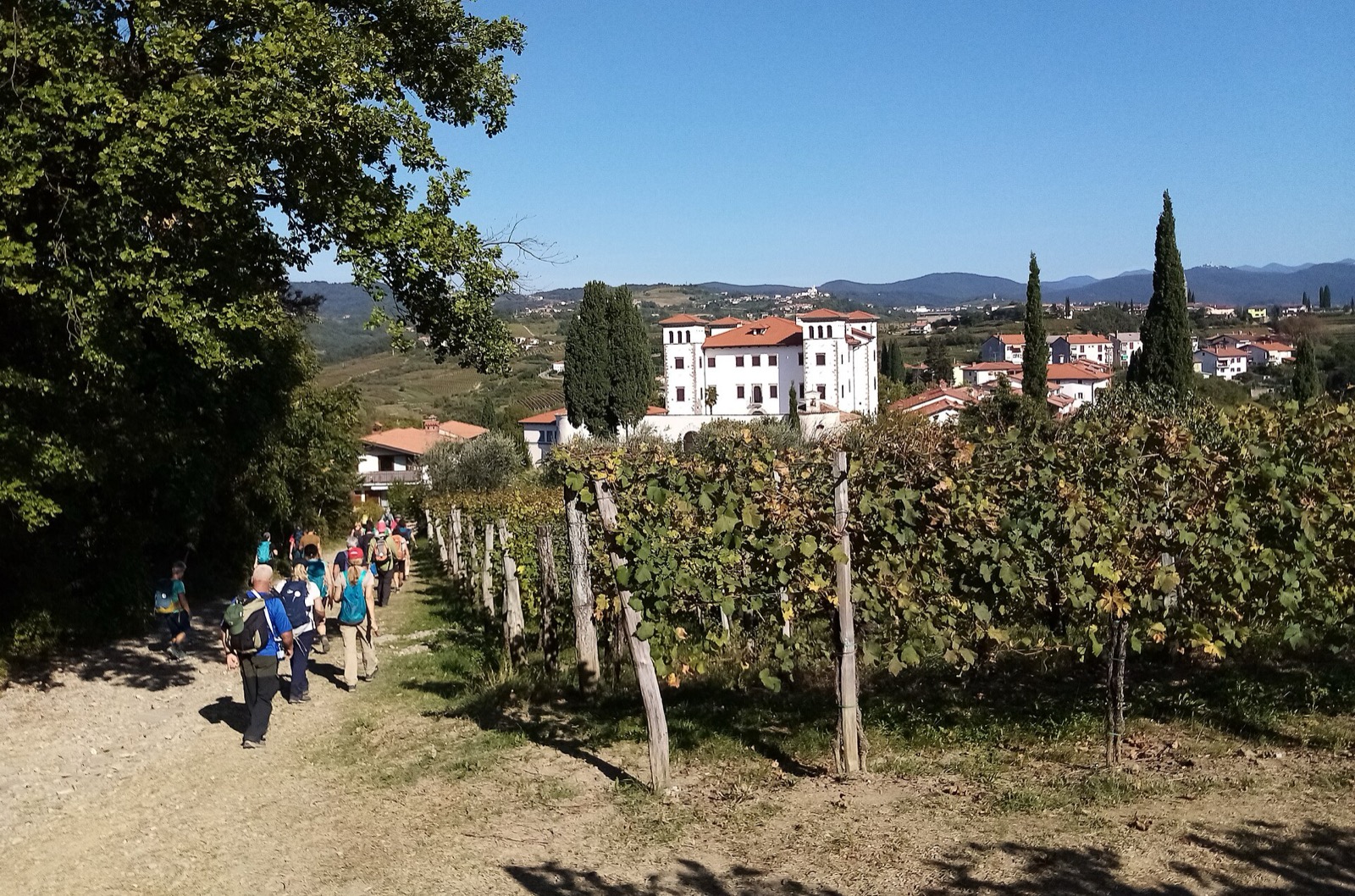 Dovolená Slovinsko: 22 tipů, co vidět a dělat (nejkrásnější místa) 22 Vinice regionu Goriška Brda a vesnička Šmartno