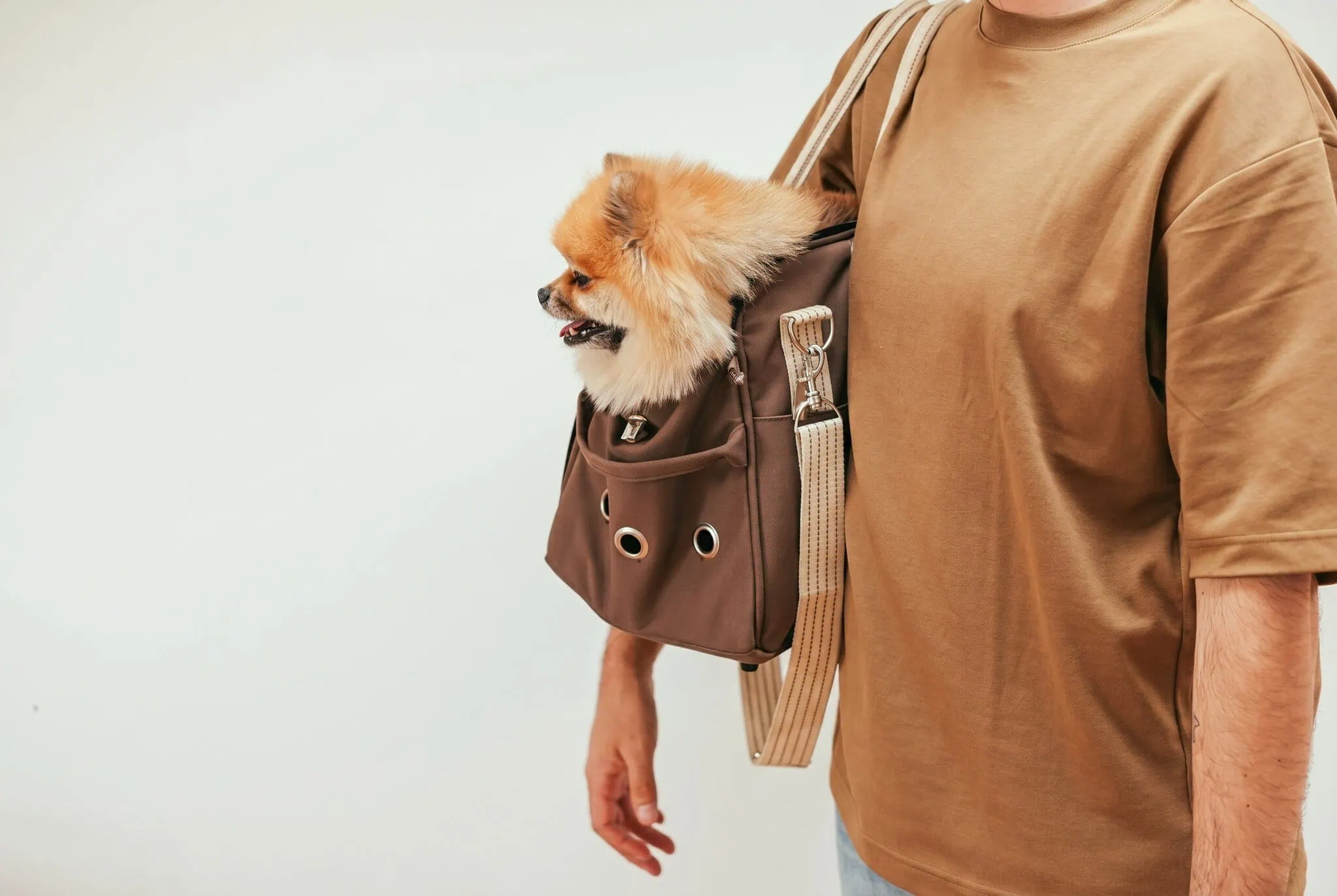 Bagagli Smartwings 2026: a mano, in stiva, tariffe e costi 2 Cagnolino in un trasportino da viaggio, Smartwings trasporta animali