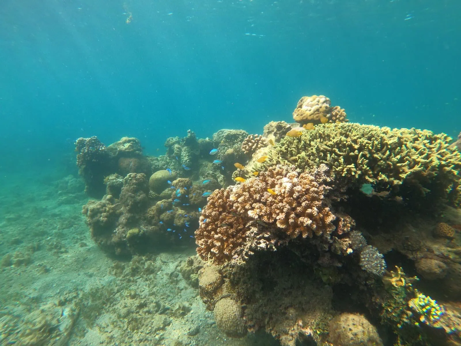 Where to Holiday in Egypt: 20 Best Places to Visit in 2026 18 Snorkelling above a coral reef in the Red Sea