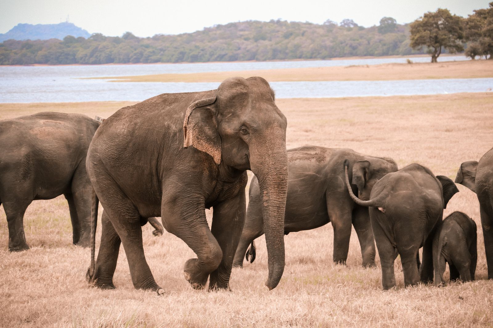 Sri Lanka Travel Guide: 21 Best Things to See in 2026 12 A herd of elephants gathering at the Minneriya tank